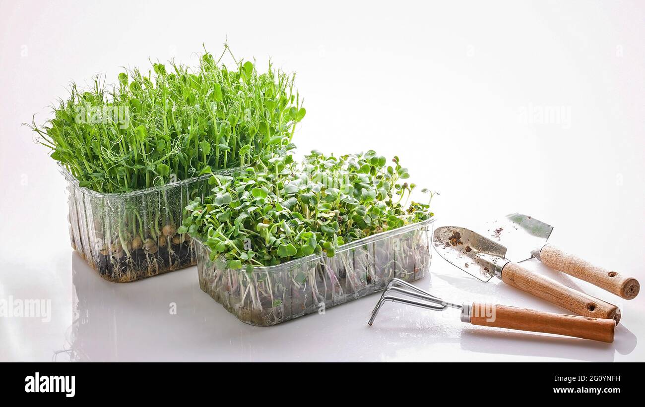 Banner alimentare. Micrograni di piselli verdi e ravanelli. Cibo biologico per uno stile di vita sano. Micronutrienti e vitamine utili per la vostra salute. Super f Foto Stock