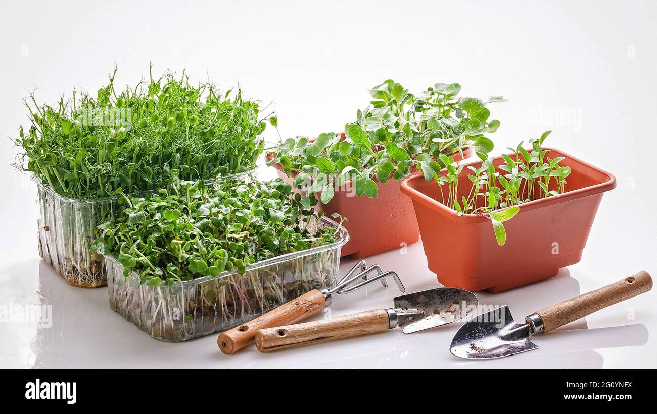 Micro-green. Vari tipi di verdi germogliati. Cibo biologico per uno stile di vita sano. Oligoelementi e vitamine per la vostra salute. Ottimo cibo. Foto Stock