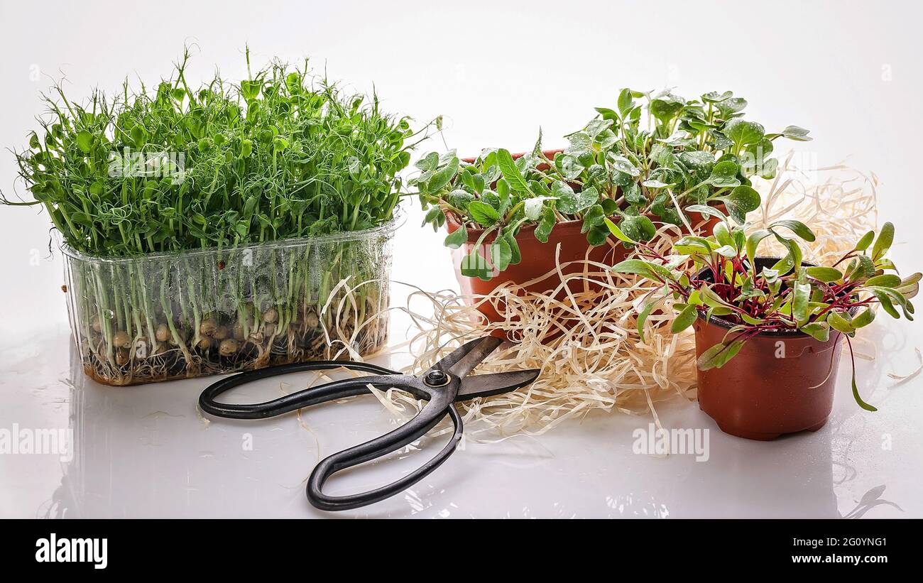 Micro-green. Vari tipi di verdi germogliati. Cibo biologico per uno stile di vita sano. Oligoelementi e vitamine per la vostra salute. Ottimo cibo. Foto Stock