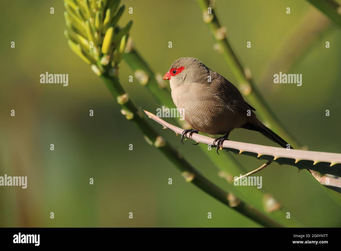 Comune waxbill appollaiato su un ramo di aloe albero Foto Stock