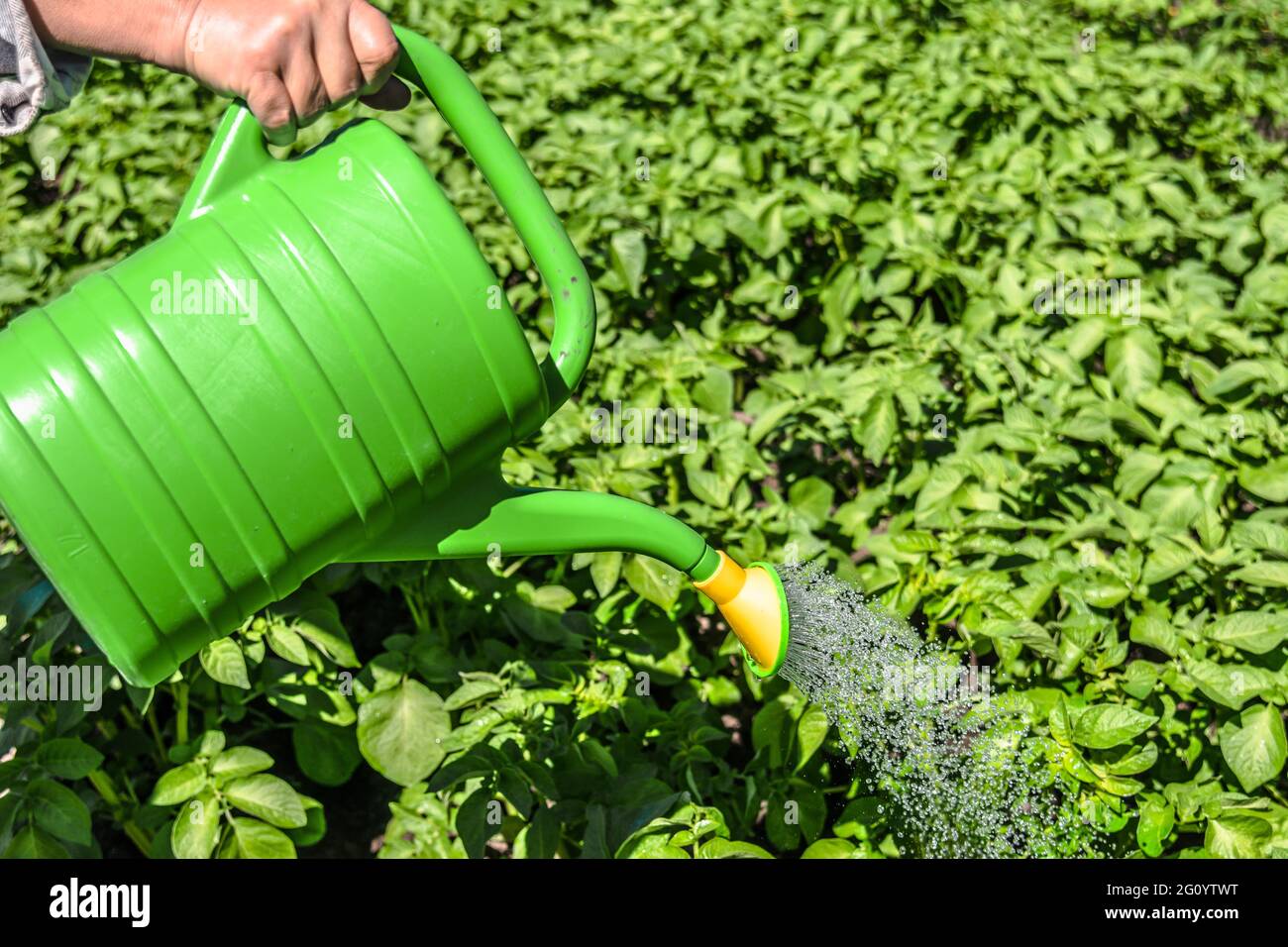 Coltivatore acqua piante nel giardino con un annaffiatoio. Concetto biologico di giardinaggio. Foto Stock