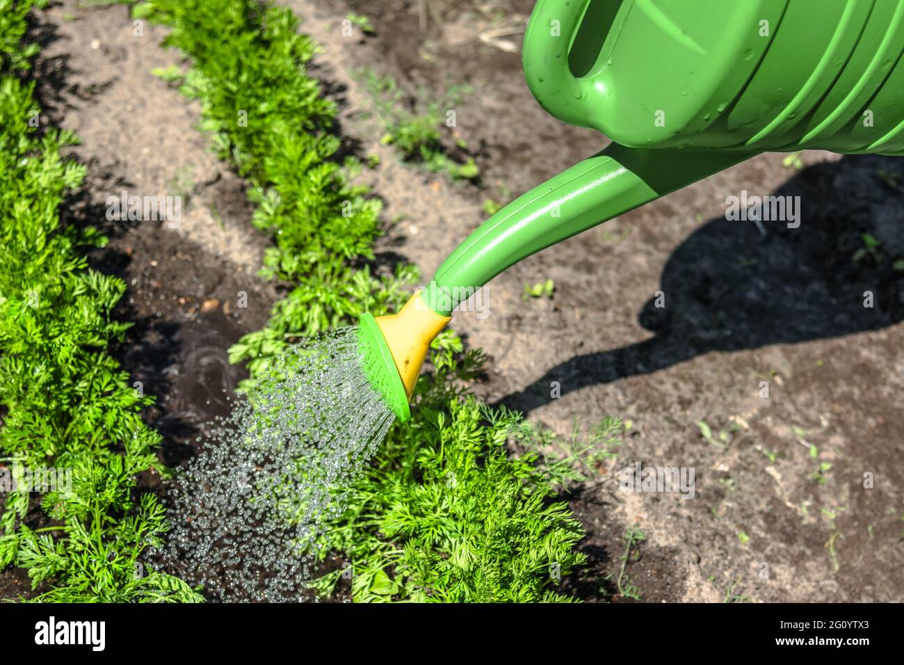 Coltivatore acqua piante nel giardino con un annaffiatoio. Concetto biologico di giardinaggio. Foto Stock