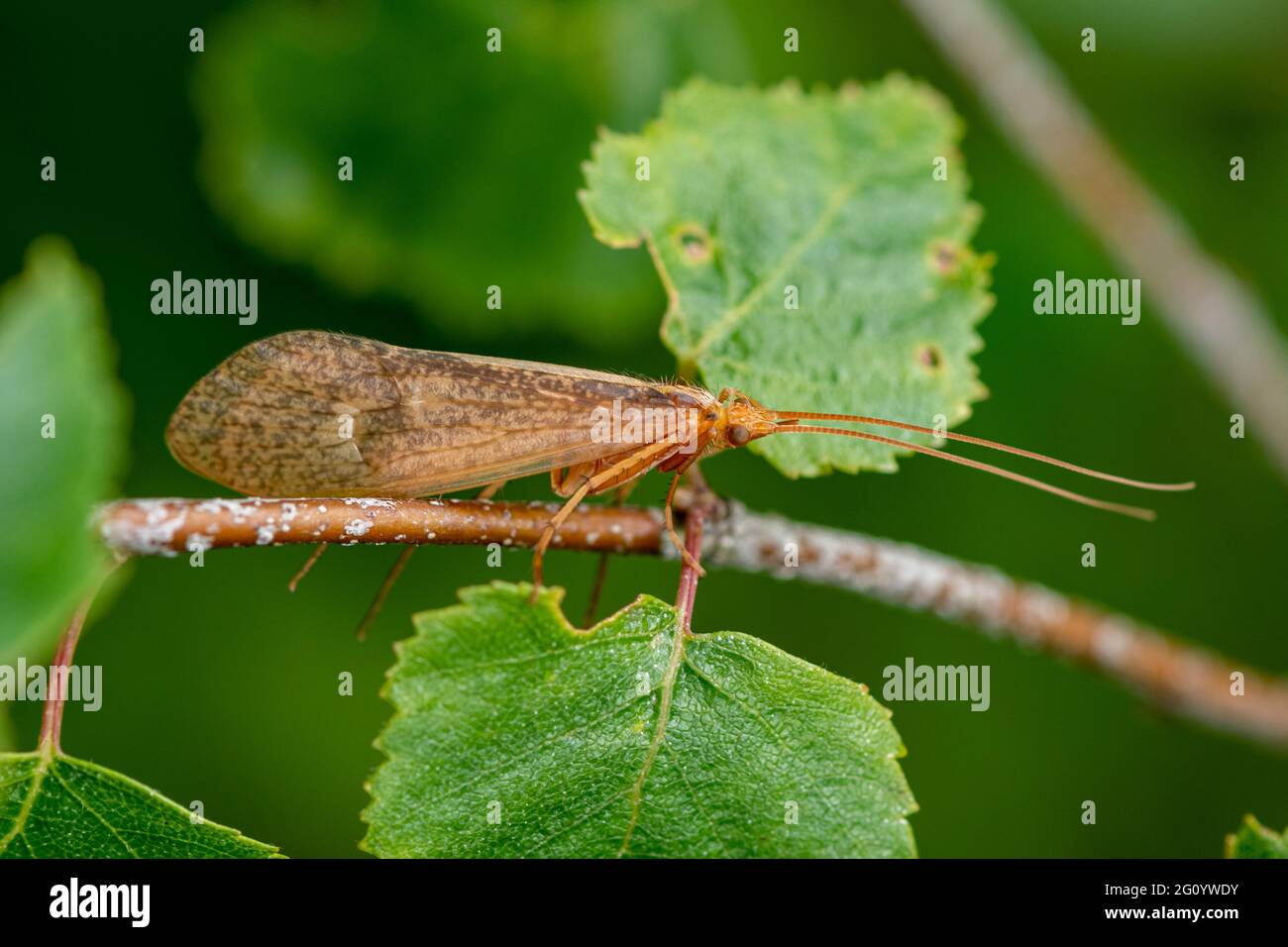 Alderfly che riposa in un albero, un insetto megalottero della famiglia Sialidae, Regno Unito, durante la primavera o maggio Foto Stock