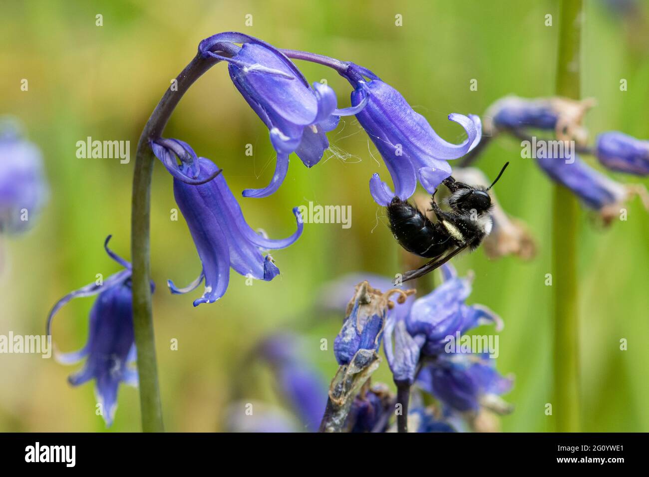 Ashy mining ape (Andrena cineraria) femmina che beve nettare da un bluebell durante maggio o primavera, Inghilterra, Regno Unito Foto Stock