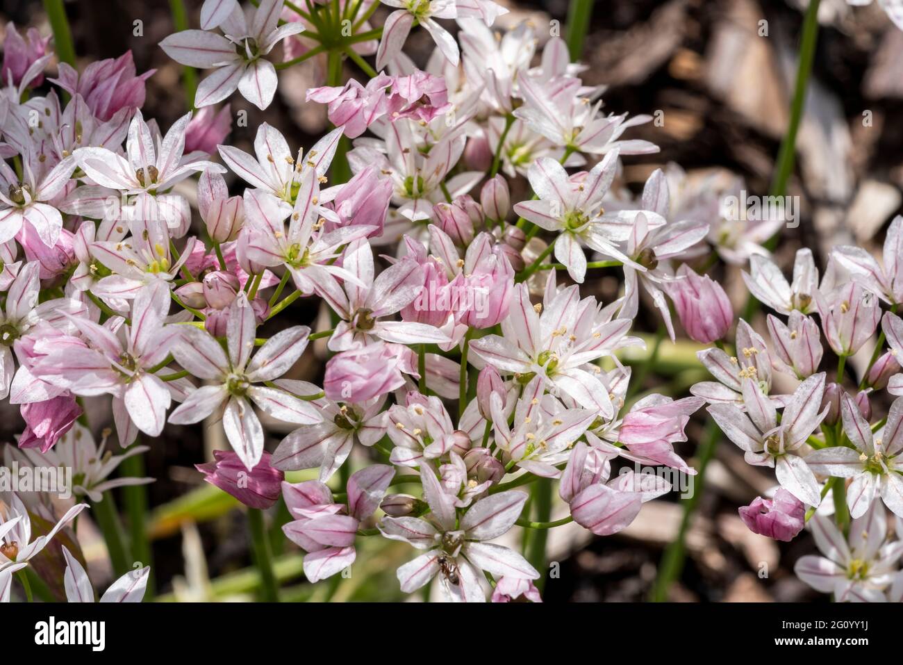 Allium 'Cameleon' una pianta bulbosa fiorita all'inizio dell'estate con un fiore bianco rosa estivo comunemente noto come una cipolla ornamentale, foto d'inventario Foto Stock