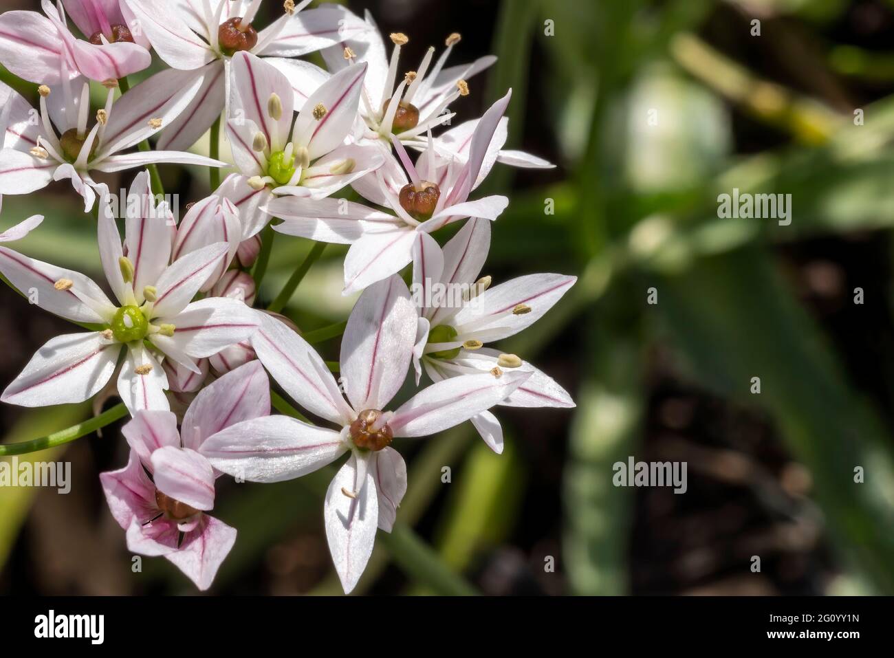 Allium 'Cameleon' una pianta bulbosa fiorita all'inizio dell'estate con un fiore bianco rosa estivo comunemente noto come una cipolla ornamentale, foto d'inventario Wi Foto Stock