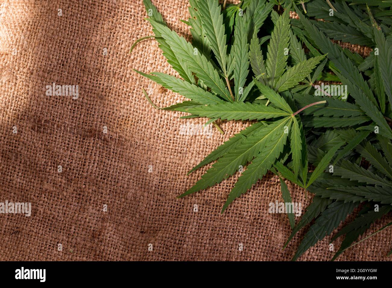 Foglie giovani di cannabis verde sulla superficie del sacco. Tema crimine e punizione per il possesso di narcotici. Foto Stock