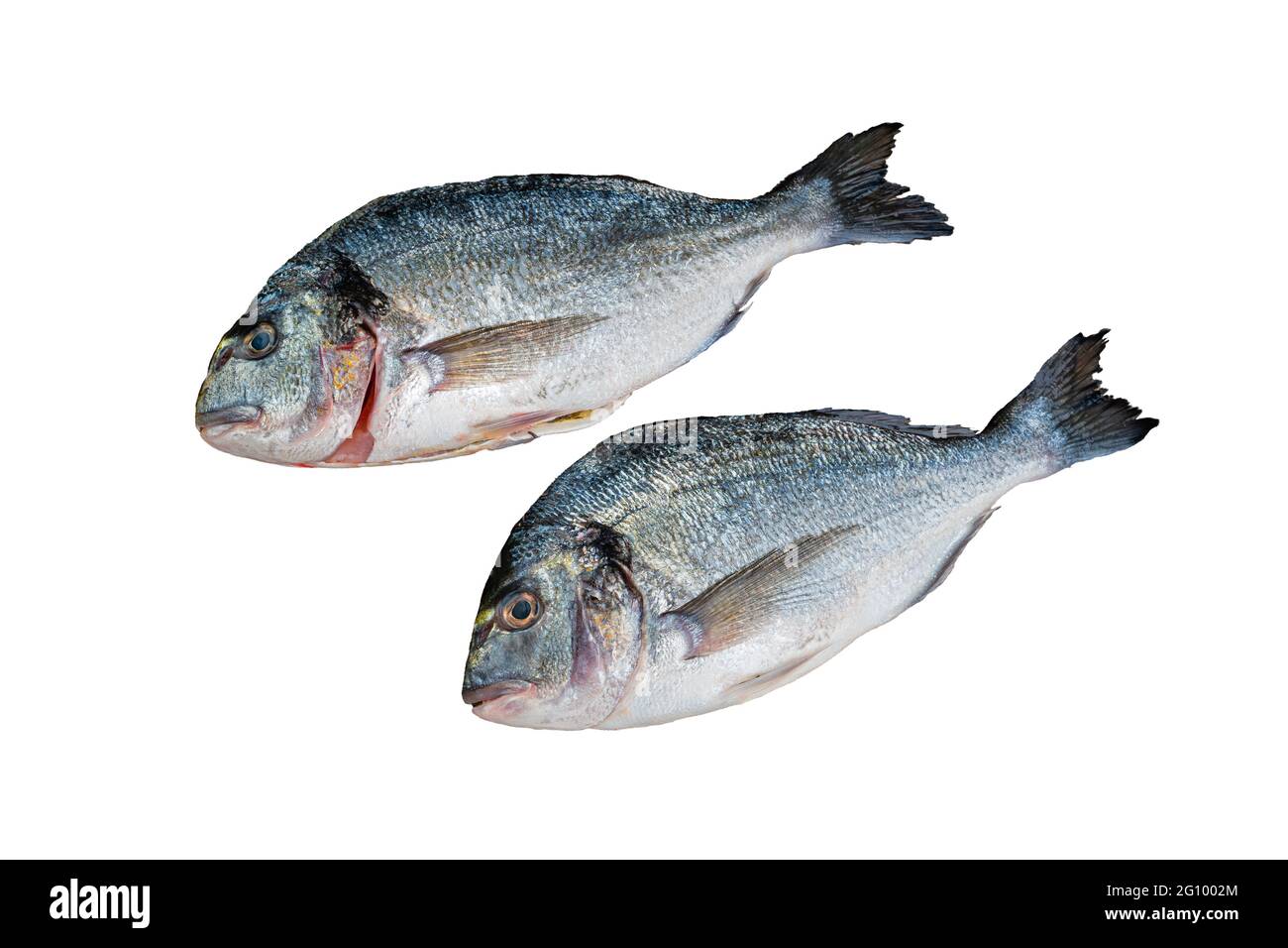 Pesce dorado fresco isolato su sfondo bianco. Foto Stock