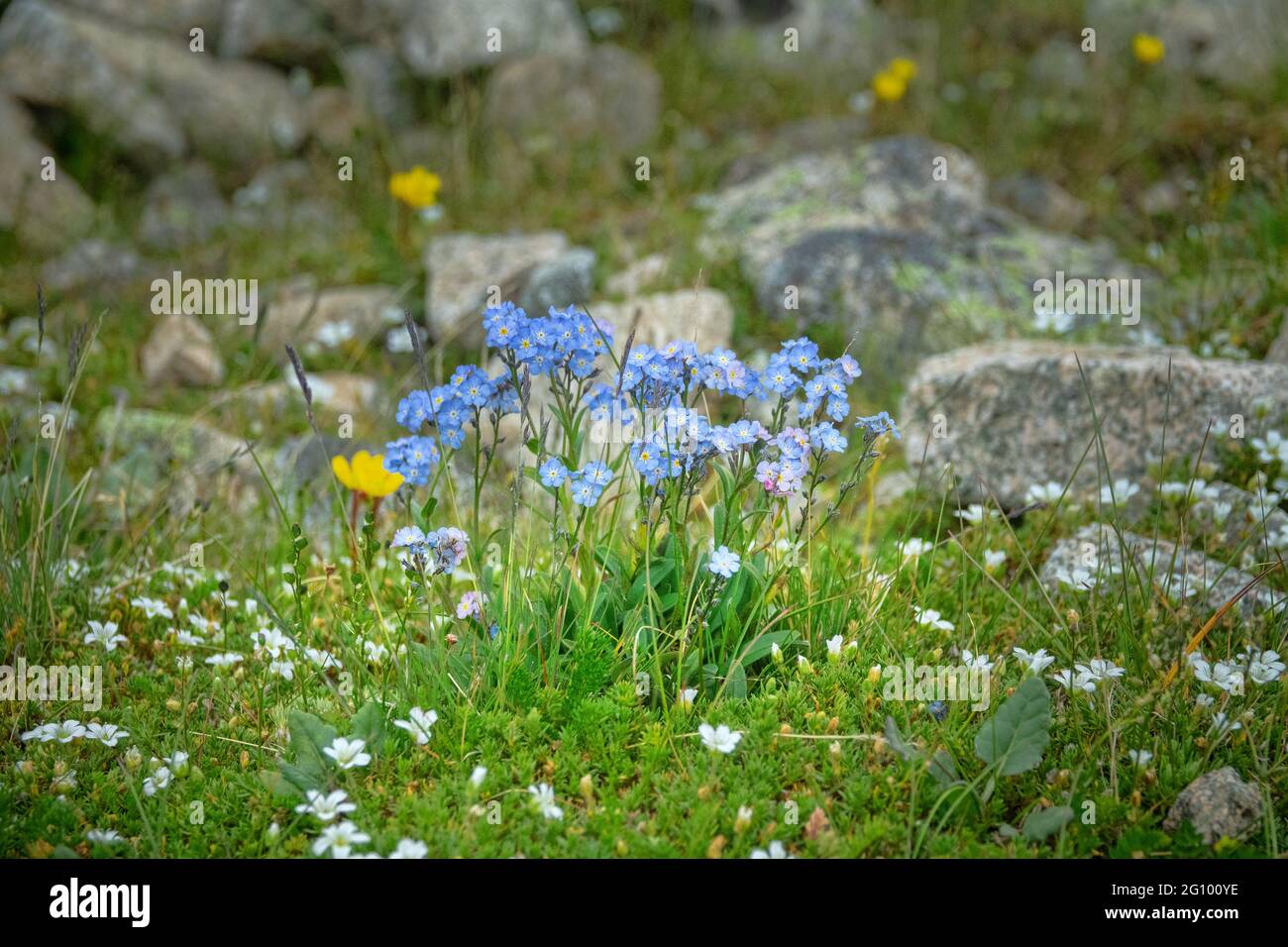 Nelle comunità dei prati dominano anche la malga Forget-me-Not (Myosotis alpestris) e il Cerastium. Limite superiore del prato alpino. Regione di Elbrus, Caucaso, 3500 m Foto Stock