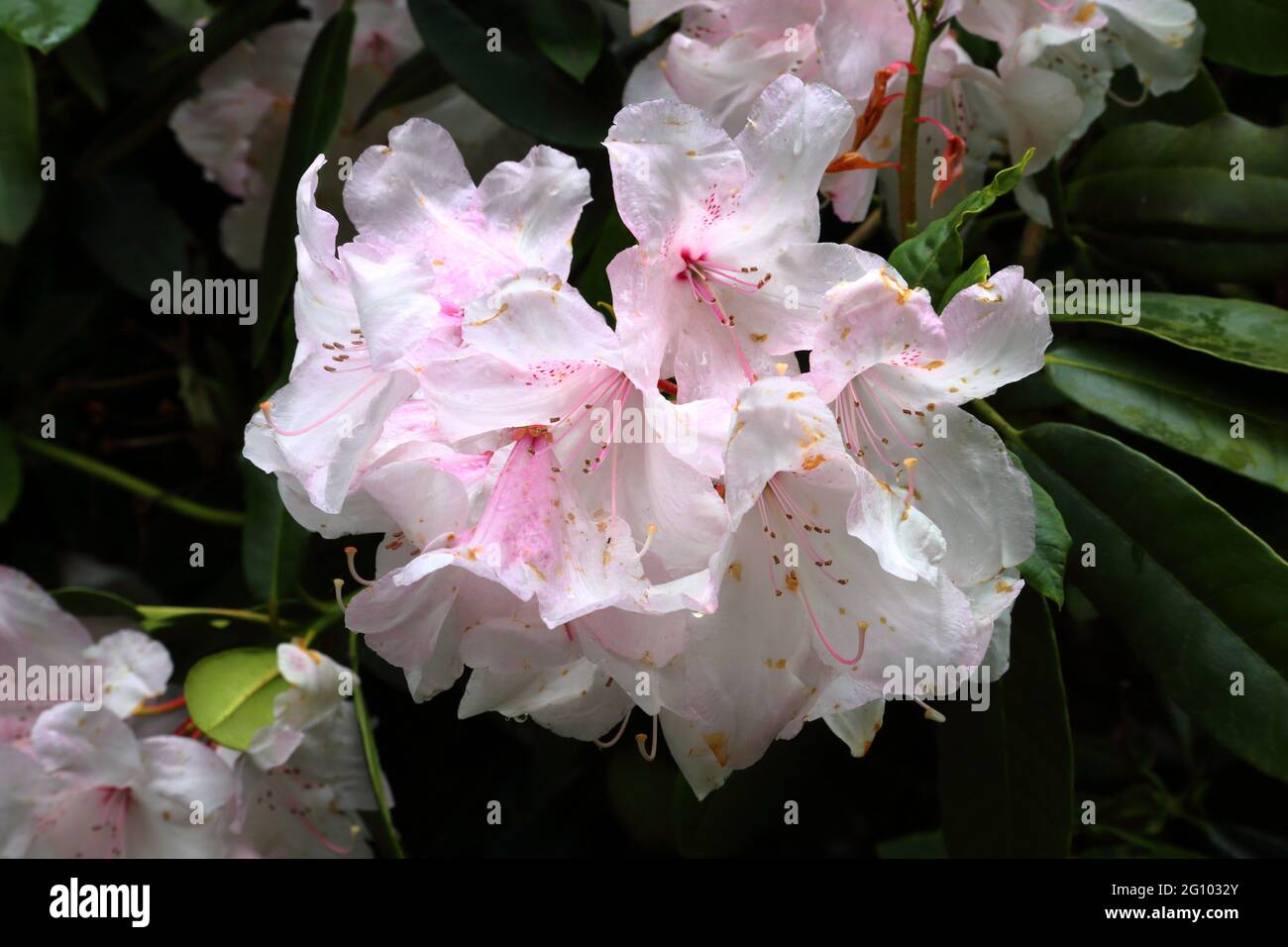 Primo piano di un rododendro bianco fiorito "Perla bianca" Foto Stock