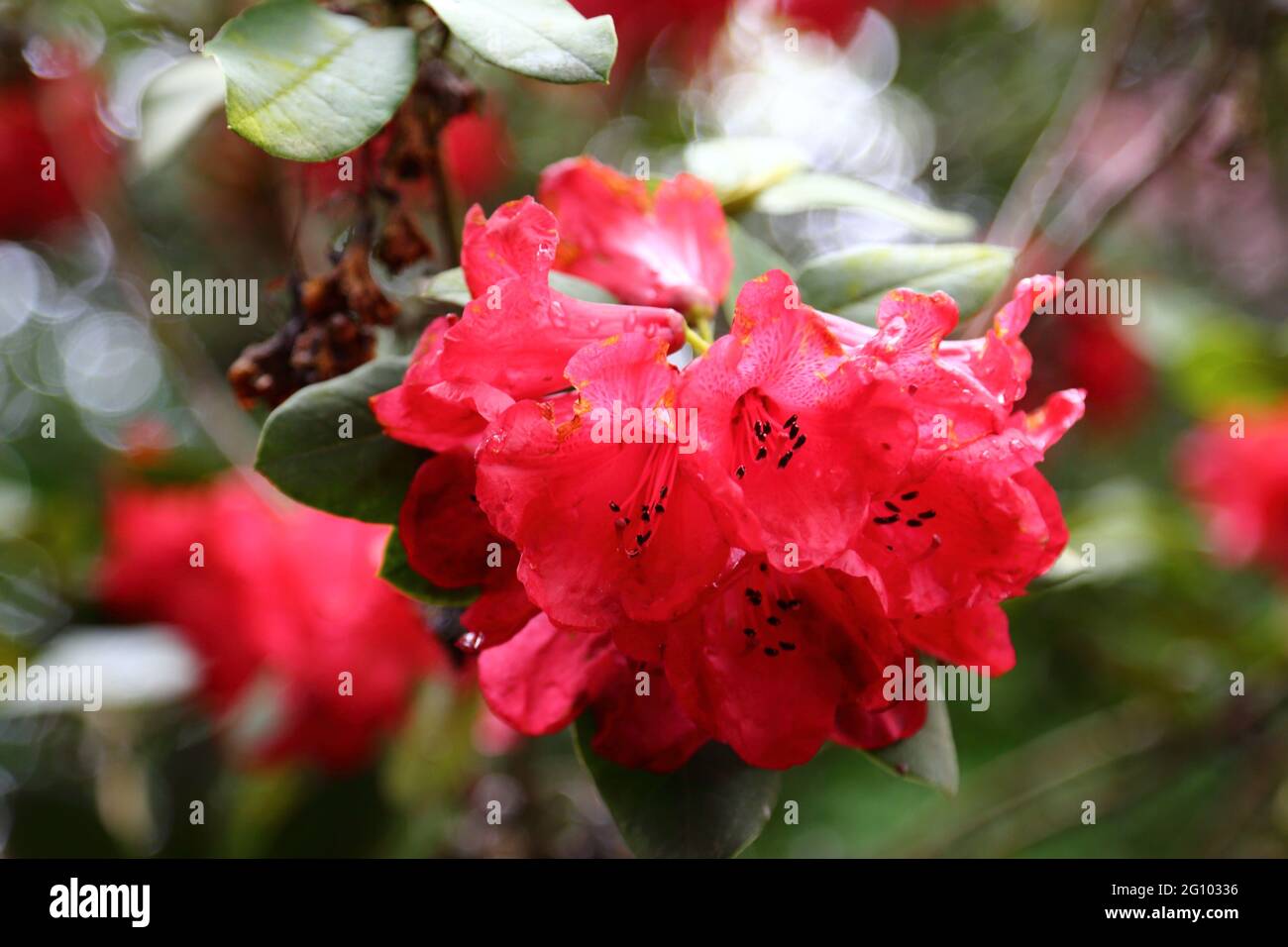 Primo piano di un rododendro in fiore rosso "Madame Moser" Foto Stock