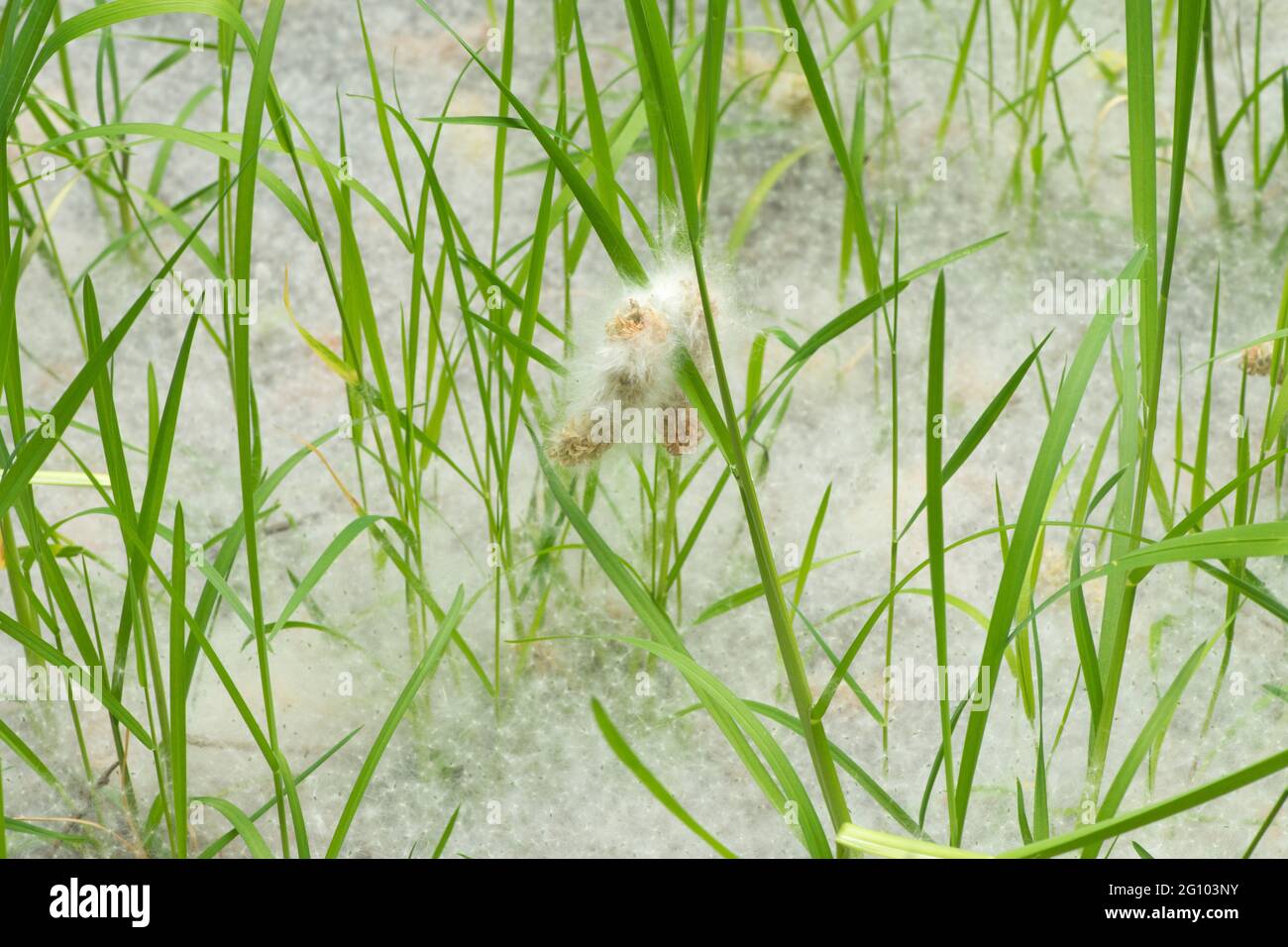 Due bacinelle di salice appese in erba sopra il tappeto di semi, Salix sp, sotto gli alberi di salice, giugno, Regno Unito, Foto Stock