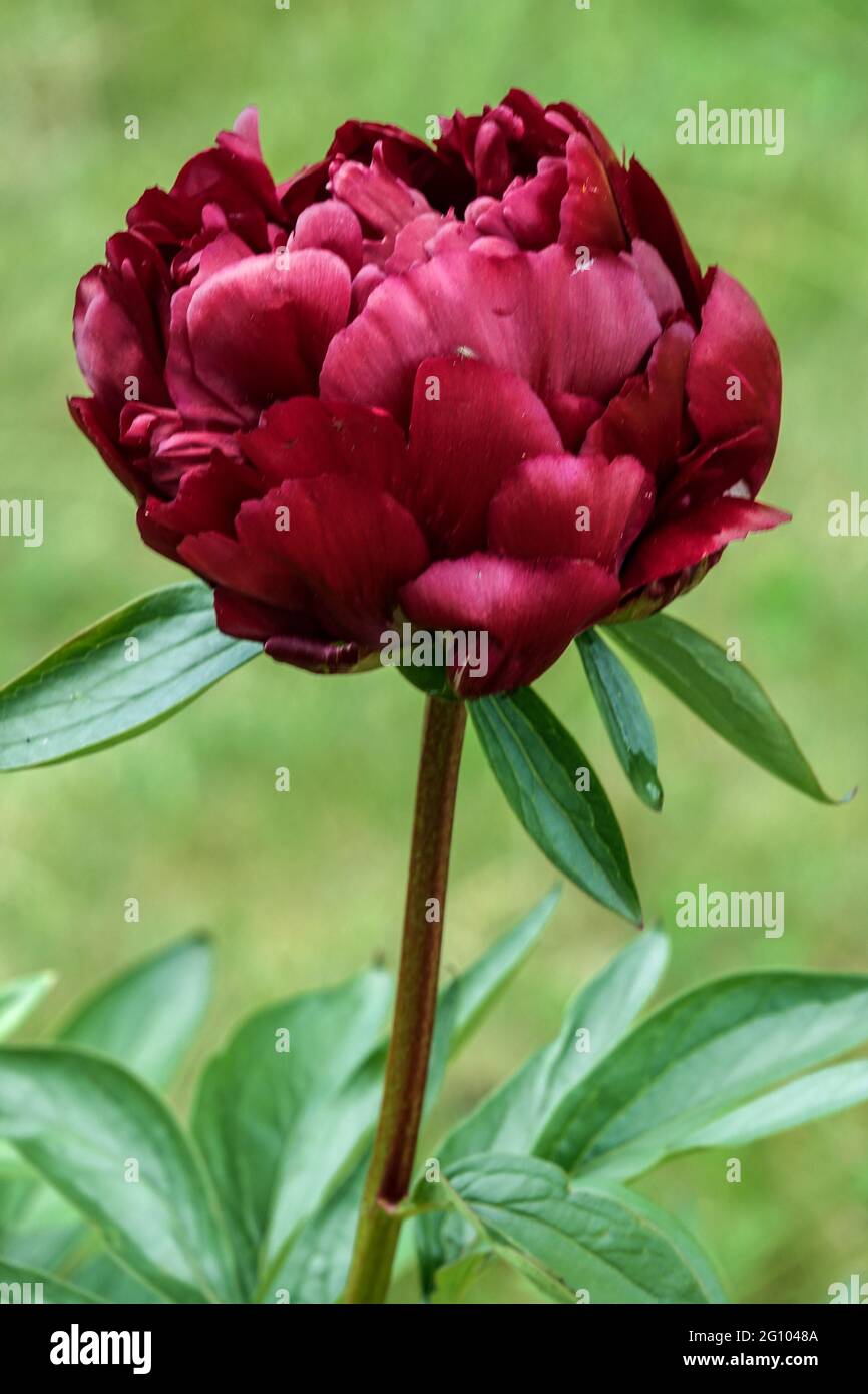 Fiore di peonia rossa "Smoky Joe" petali rossi profondi fiore ritraente stelo fiore sfondo verde fioritura pianta vibrante rosso scuro fiore di Paeonia Foto Stock