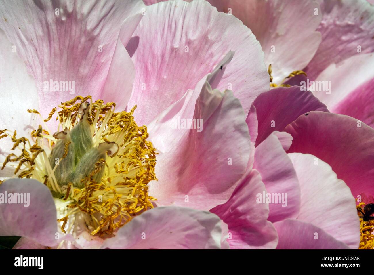 Petali di peonia Paeonia lactiflora Fiore rosa Gedenken, Salmone Paeonia primo piano Fiore di peonia "Gedenken" fiore da vicino in fiore vibrante Foto Stock