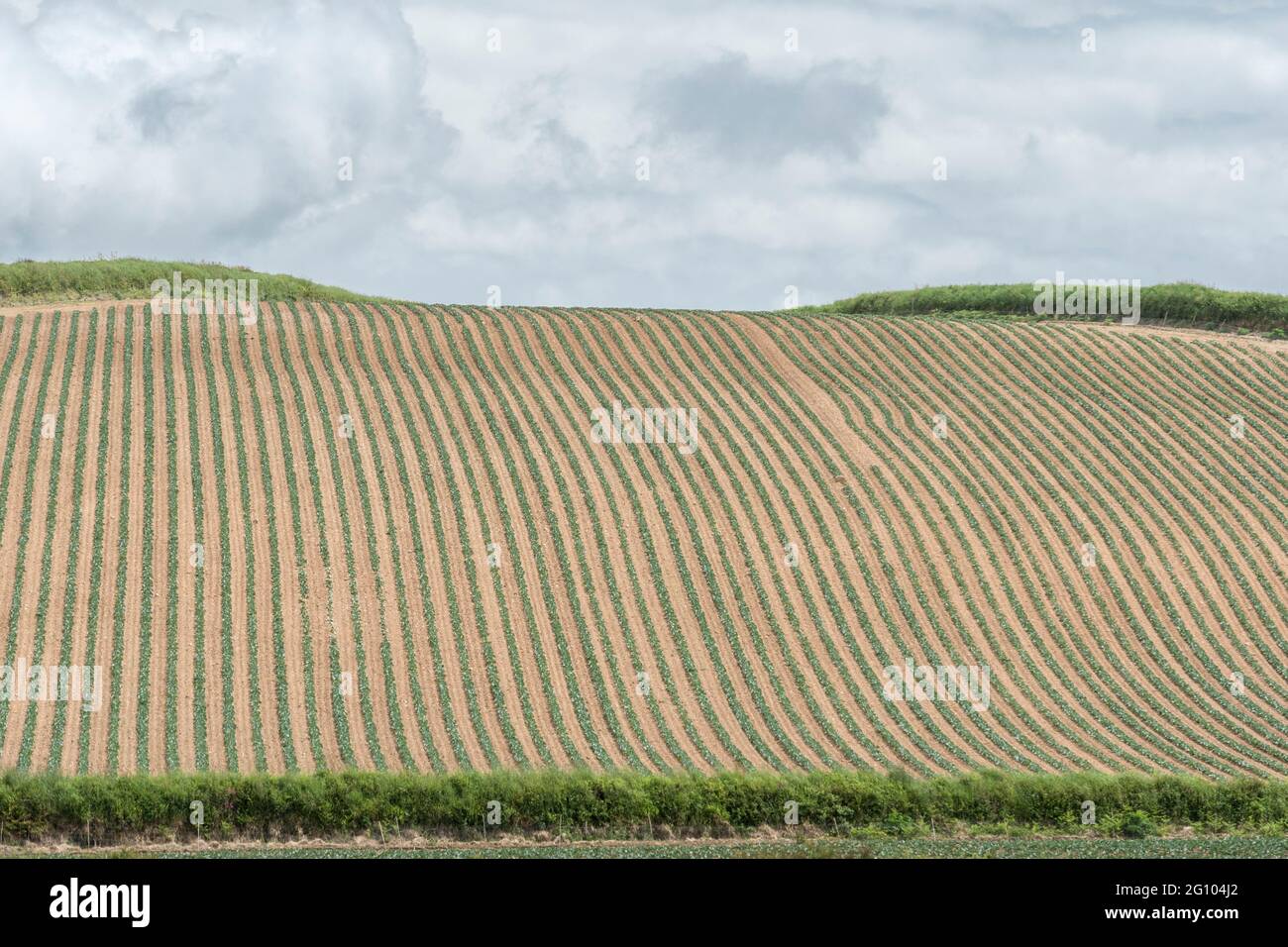 File di verdure verdi che crescono in campo aperto. Sembra una Brassica - forse cavolo, kale o giovani germogli di Bruxelles. Per l'agricoltura e l'agricoltura nel Regno Unito. Foto Stock