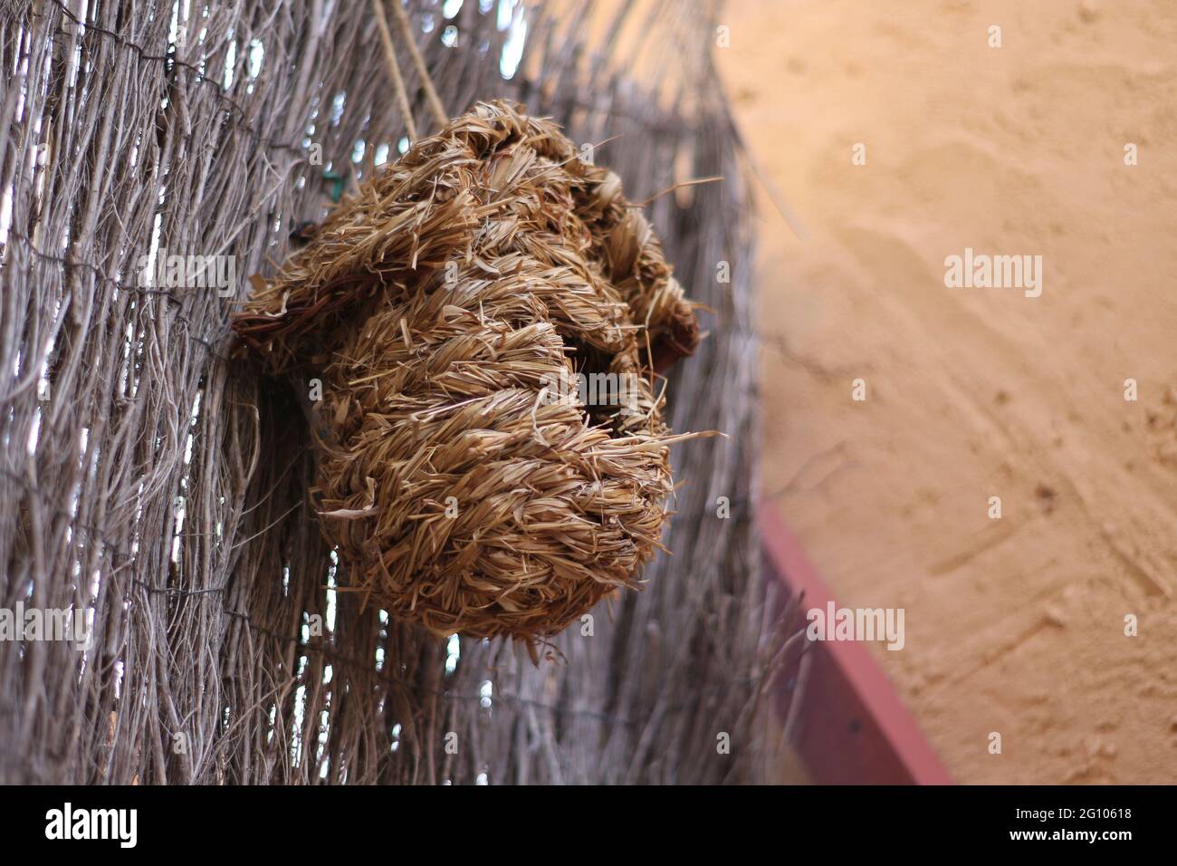 nido di paglia appeso per nidificare gli uccelli Foto Stock