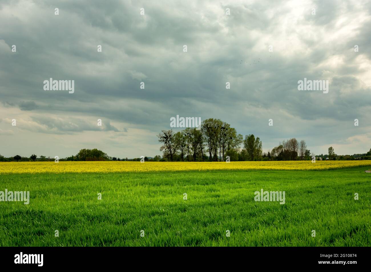 Un campo e un albero all'orizzonte, nubi scure piovose Foto Stock