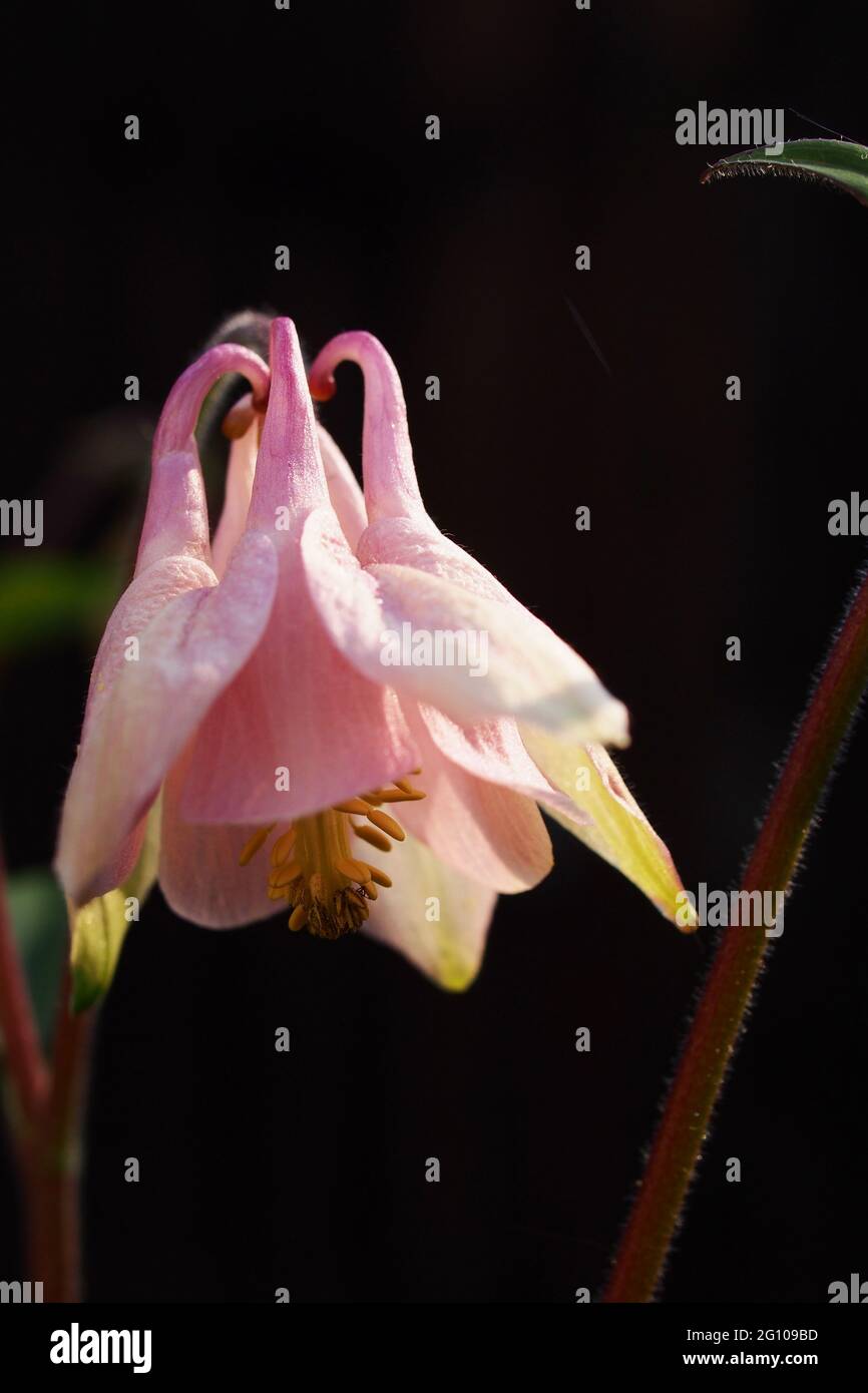 Un primo piano di una testa di fiore Aquilegia vulgaris su uno sfondo nero che mostra le resistenza e i petali Foto Stock