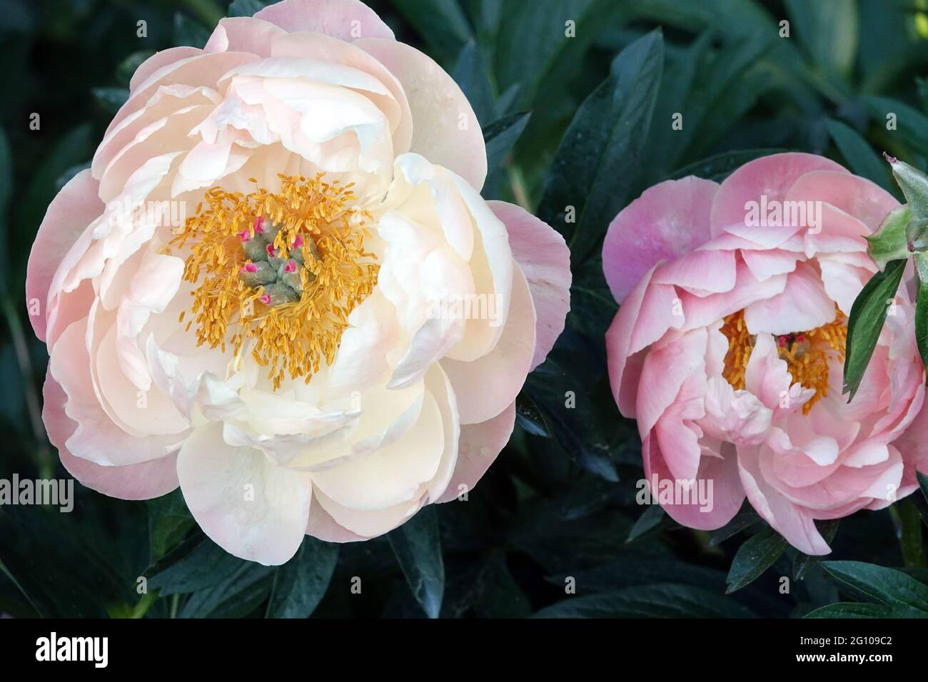 Colore salmone Paeonia Coral Charm pale cremoso fiore di apertura ciotola Foto Stock