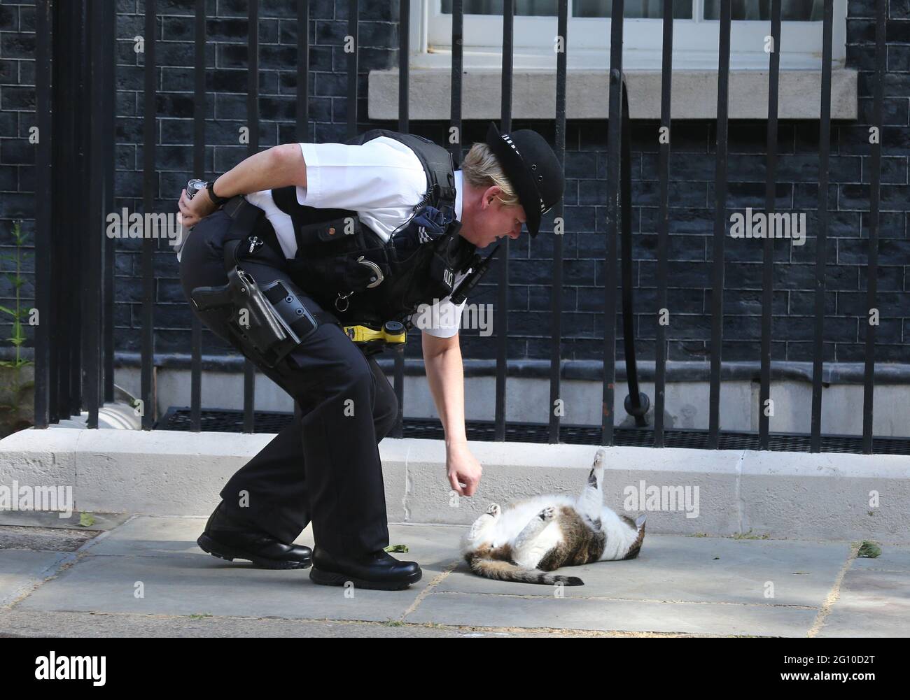 Londra, Inghilterra, Regno Unito. 2 Giugno 2021. Un poliziotto gioca con Larry, il gatto della sede del potere della politica britannica, Downing Street. Credit: Tayfun Salci/ZUMA Wire/Alamy Live News Foto Stock