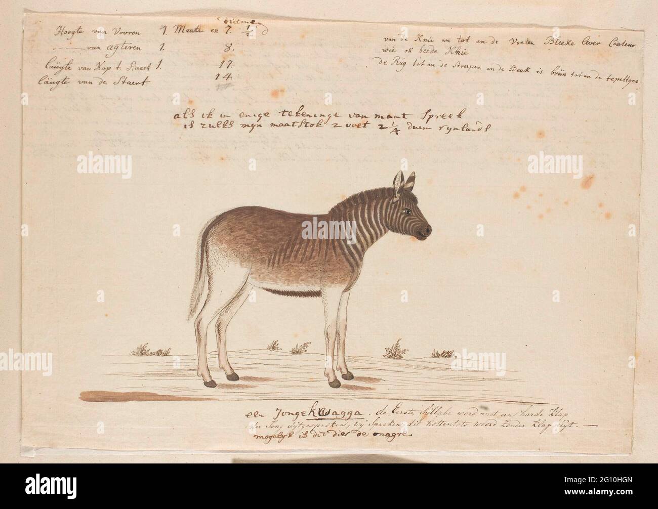 Equus quagga quagga (Quagga). Foto Stock