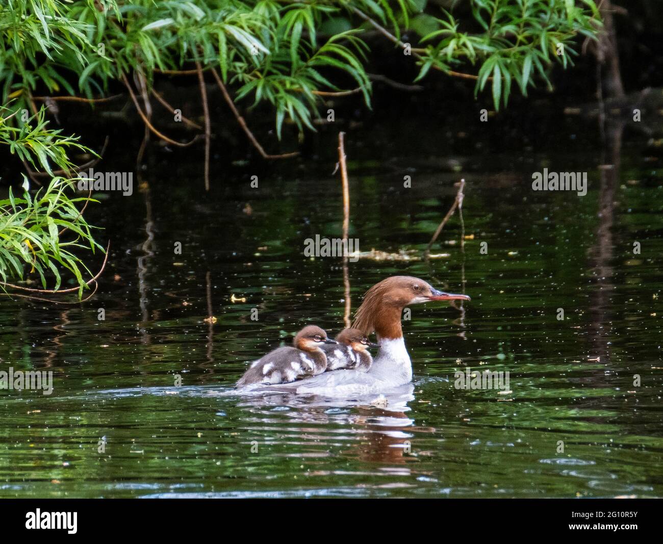 04/07/2021, Wildlife, UNA donna Goosander, (Mergus merganser) porta le sue due anatroccoli sulla sua schiena sul fiume Almond in Almondell Country Park, West Lothian, Scozia, Regno Unito. Credit: Ian Rutherford/Alamy Live News. Foto Stock