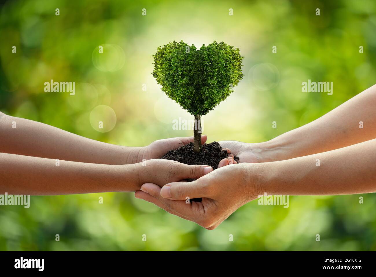 Ambiente giorno della Terra mani dalla natura. Le mani della ragazza che tengono gli alberi della forma del cuore che crescono sullo sfondo verde del bokeh. Ecologia e natura concetto. Foto Stock