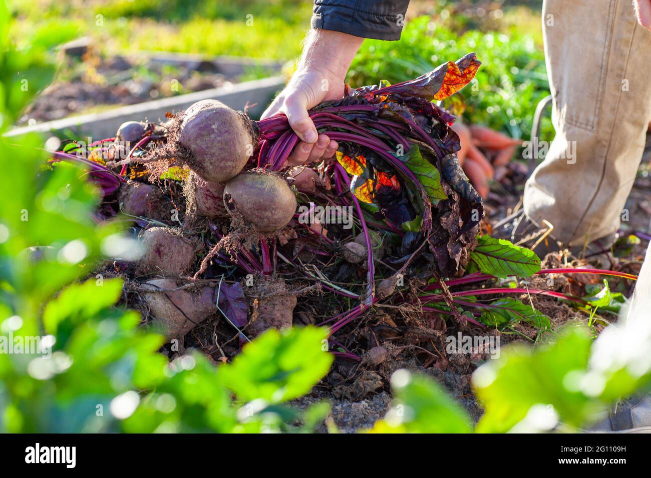 Coltivatore che tiene un mazzo di barbabietole dal suo raccolto Foto Stock