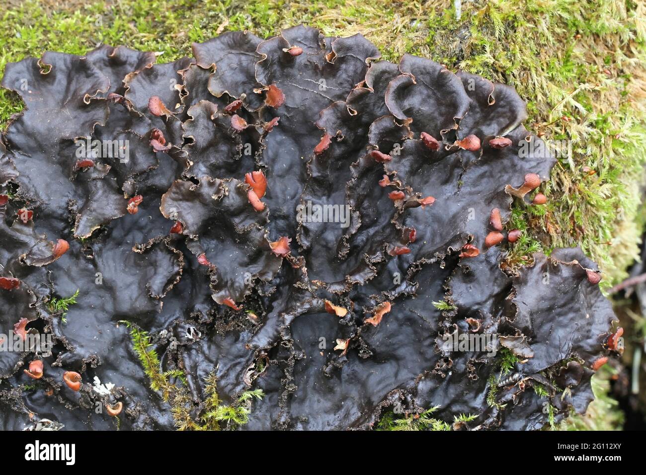 Peltigera praetextata, conosciuta come lichene peloso Foto Stock