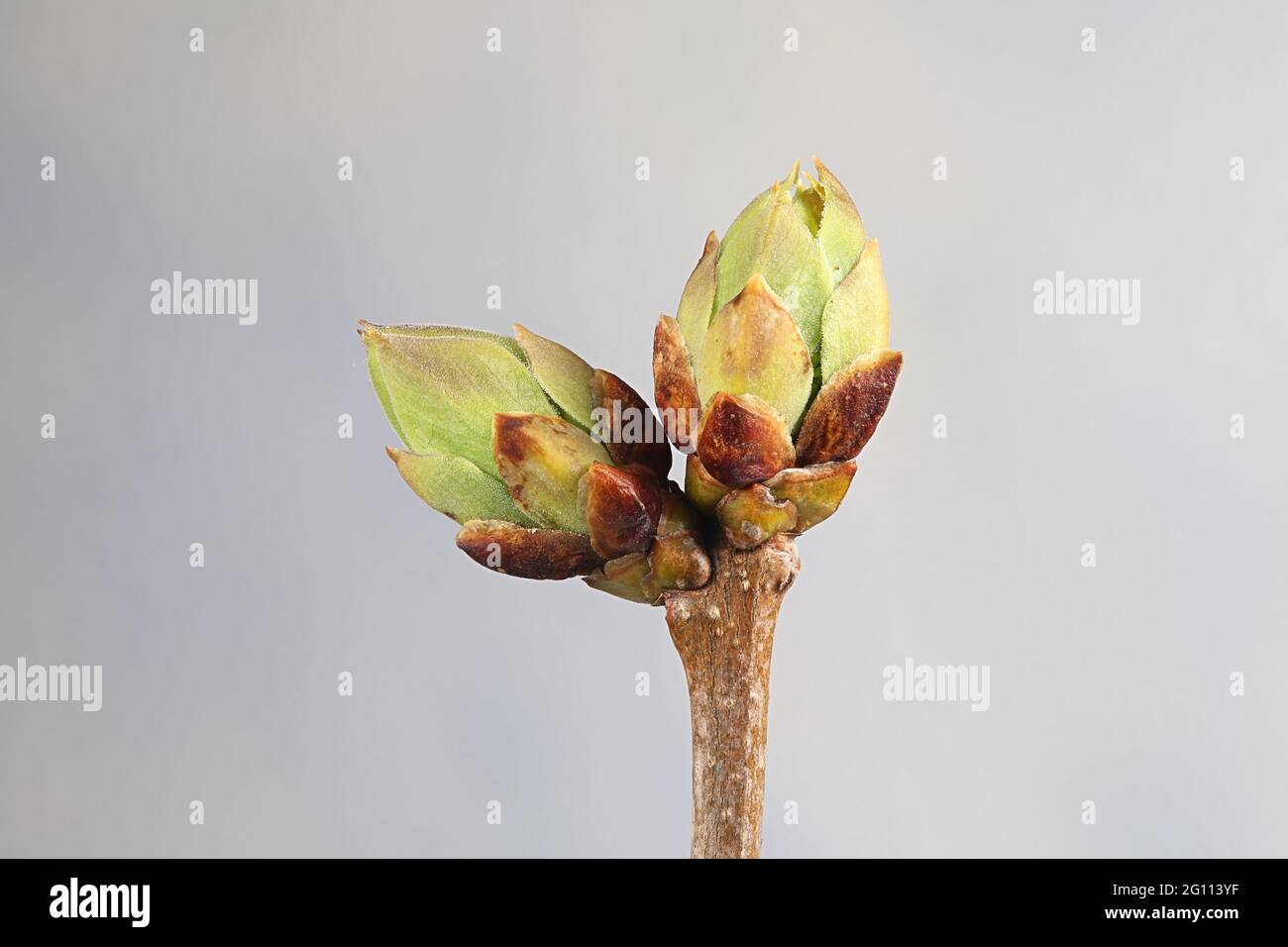 Gemme di foglie di lilla comune, Syringa vulgaris Foto Stock