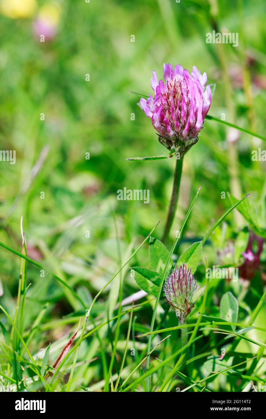 Porpora Clover fiore a gambo singolo in fiore contro un lussureggiante sfondo verde erba Foto Stock