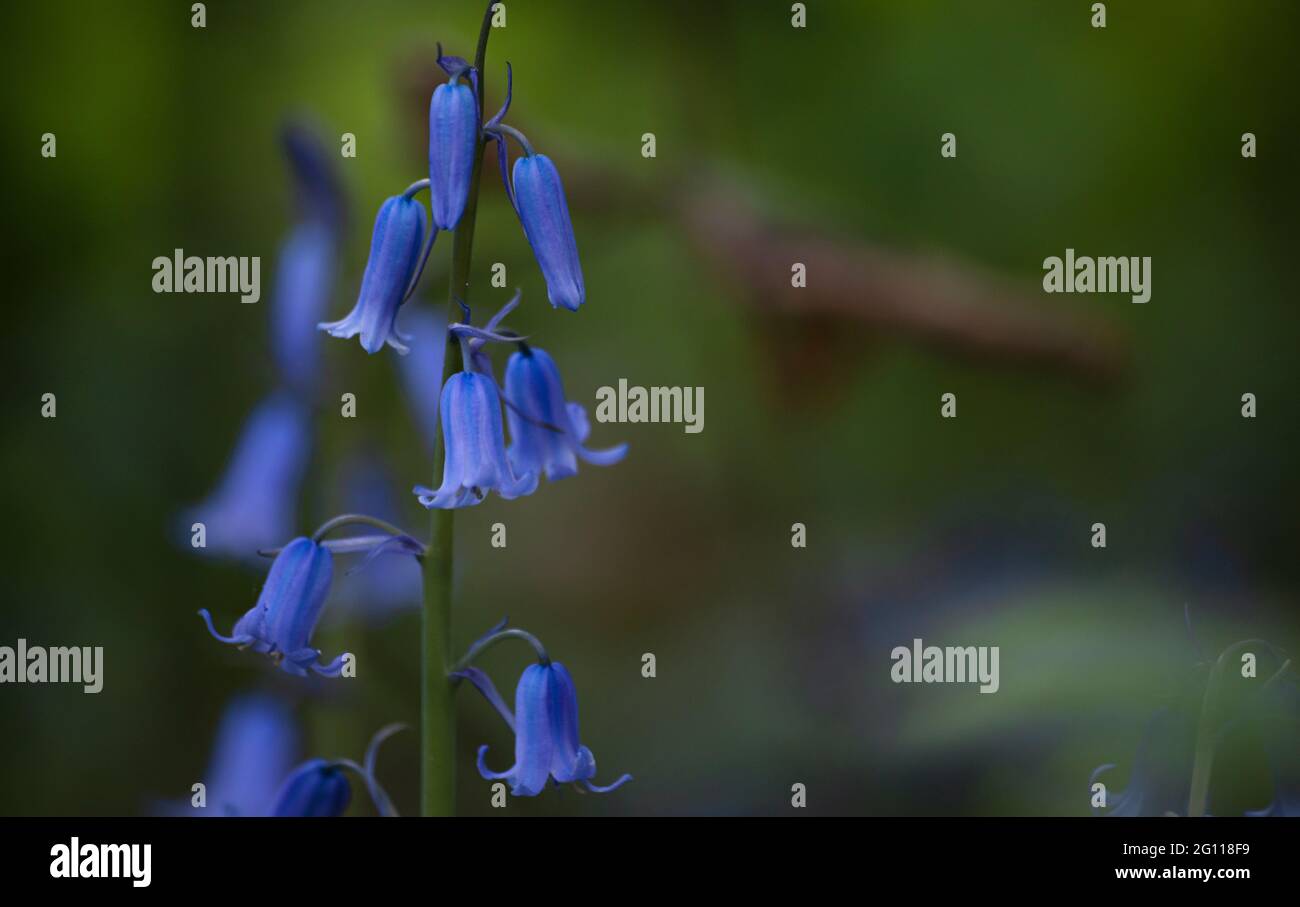 Primo piano di bluebells nei boschi Foto Stock