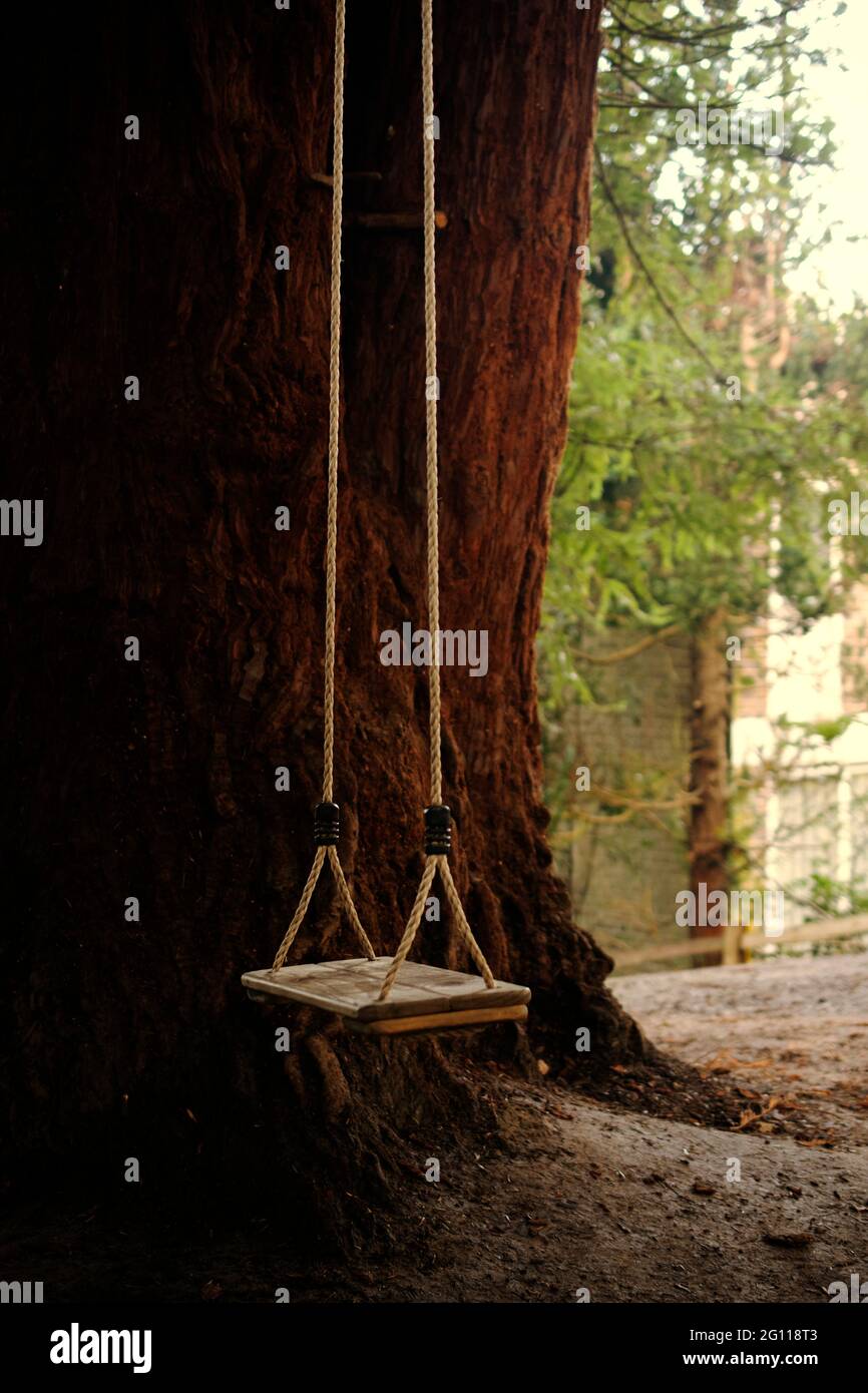 Altalena di corda appesa ad un albero nel pomeriggio estivo Foto Stock