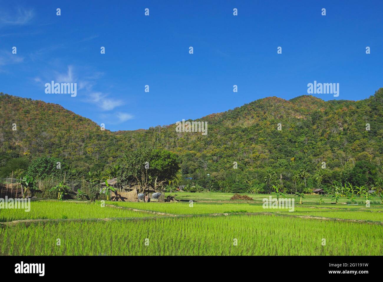 Paesaggio di risaie campo nel villaggio di Pha Bong, provincia di Mae Hong Son, Thailandia. Foto Stock