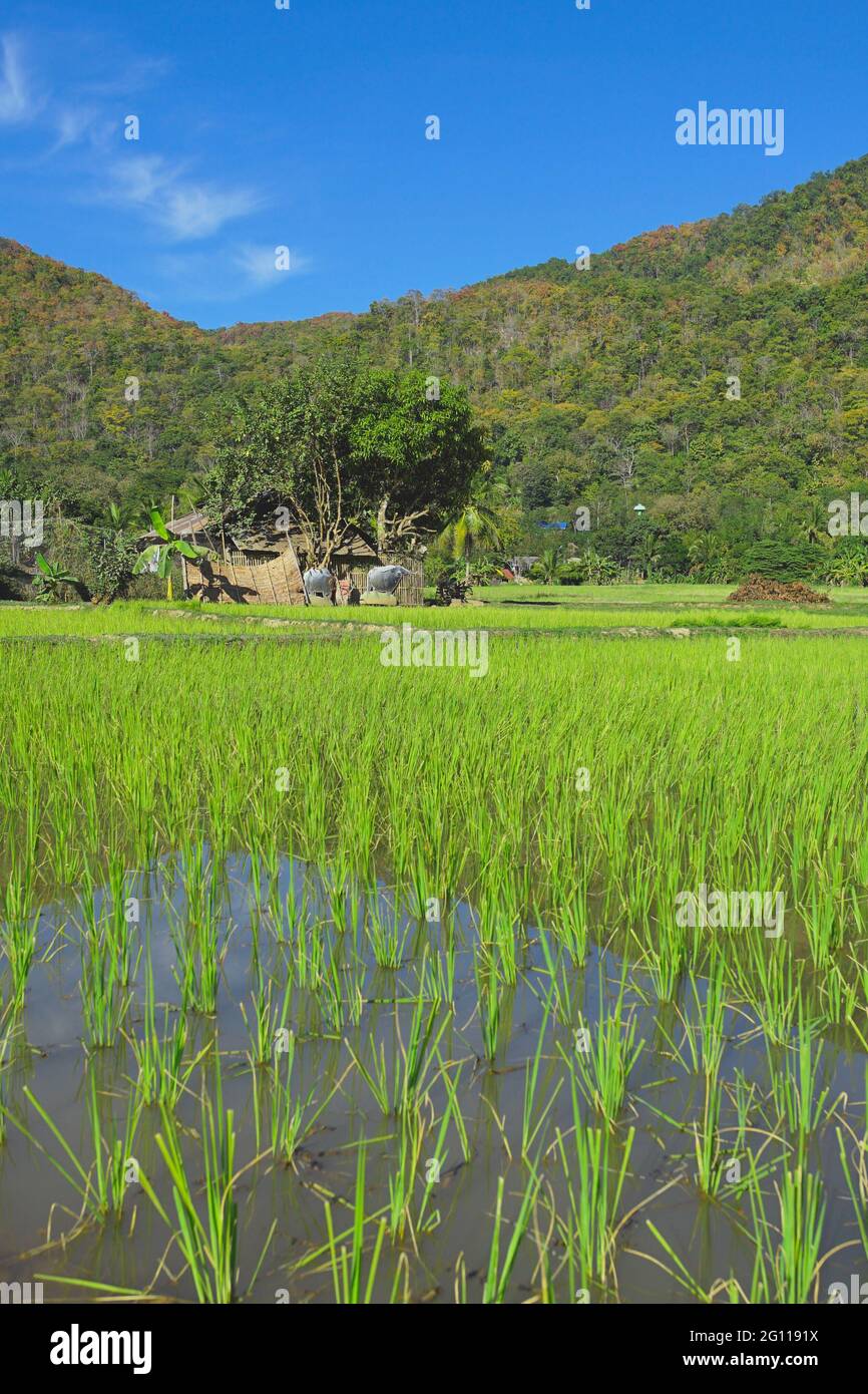 Paesaggio di risaie campo nel villaggio di Pha Bong, provincia di Mae Hong Son, Thailandia. Foto Stock