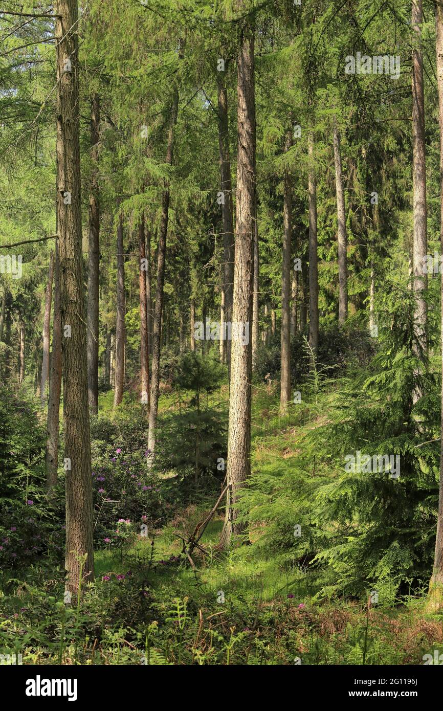 Pineta nelle Chiltern Hills nel Sud Oxfordshire Foto Stock