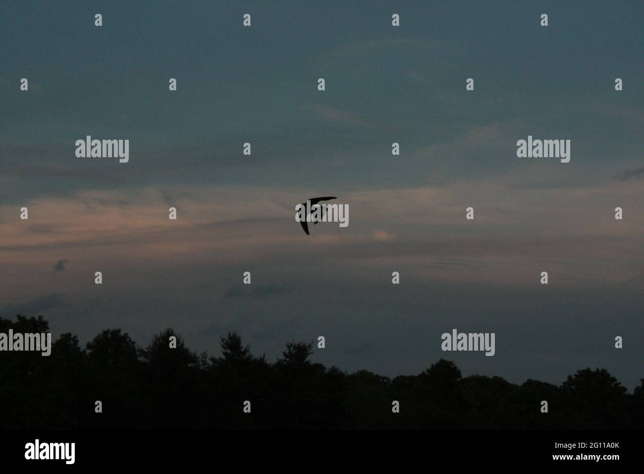 Salare nel parco contro il tramonto nuvoloso Foto Stock