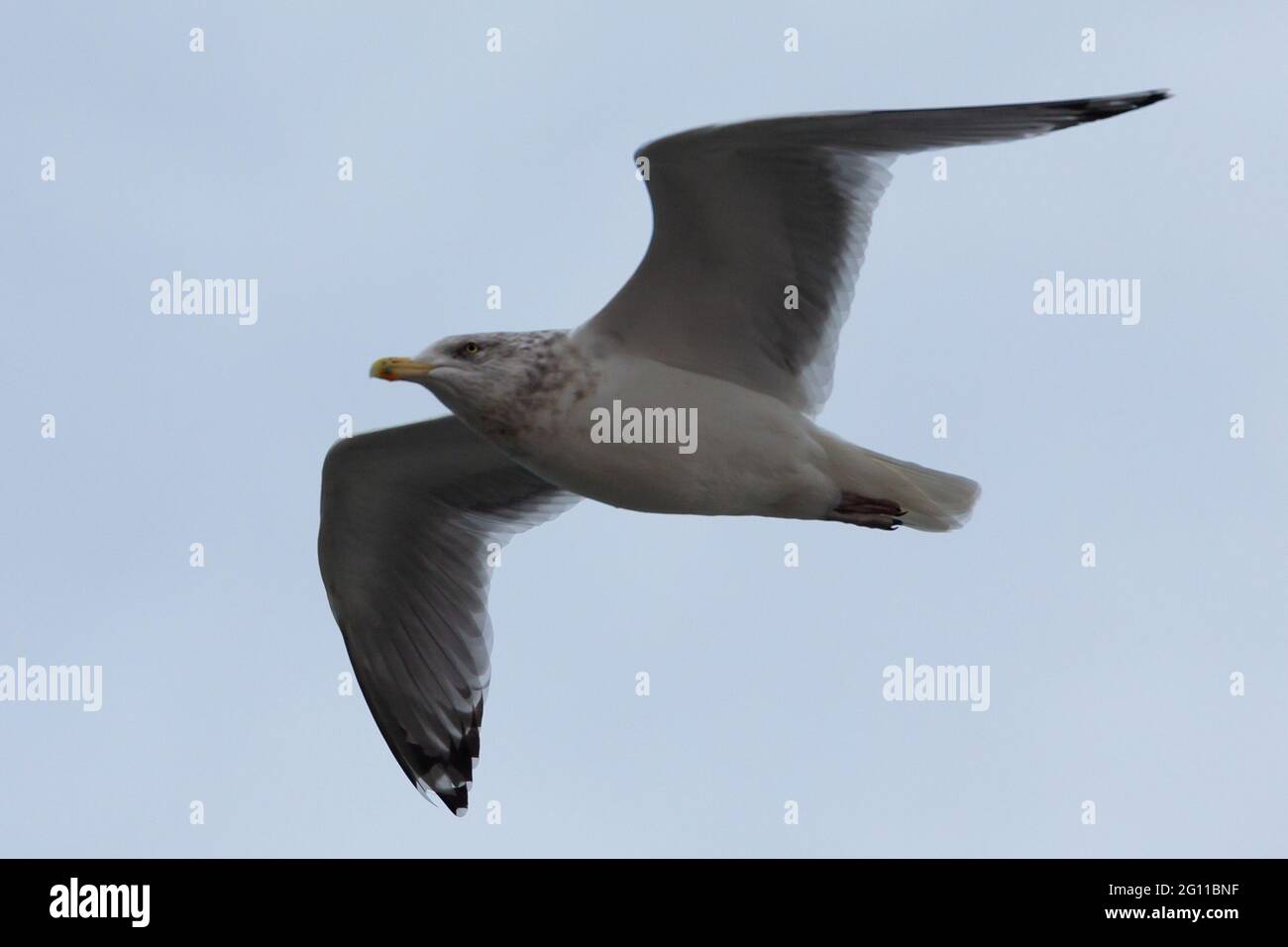 Seagull in volo su New York, Stati Uniti Foto Stock