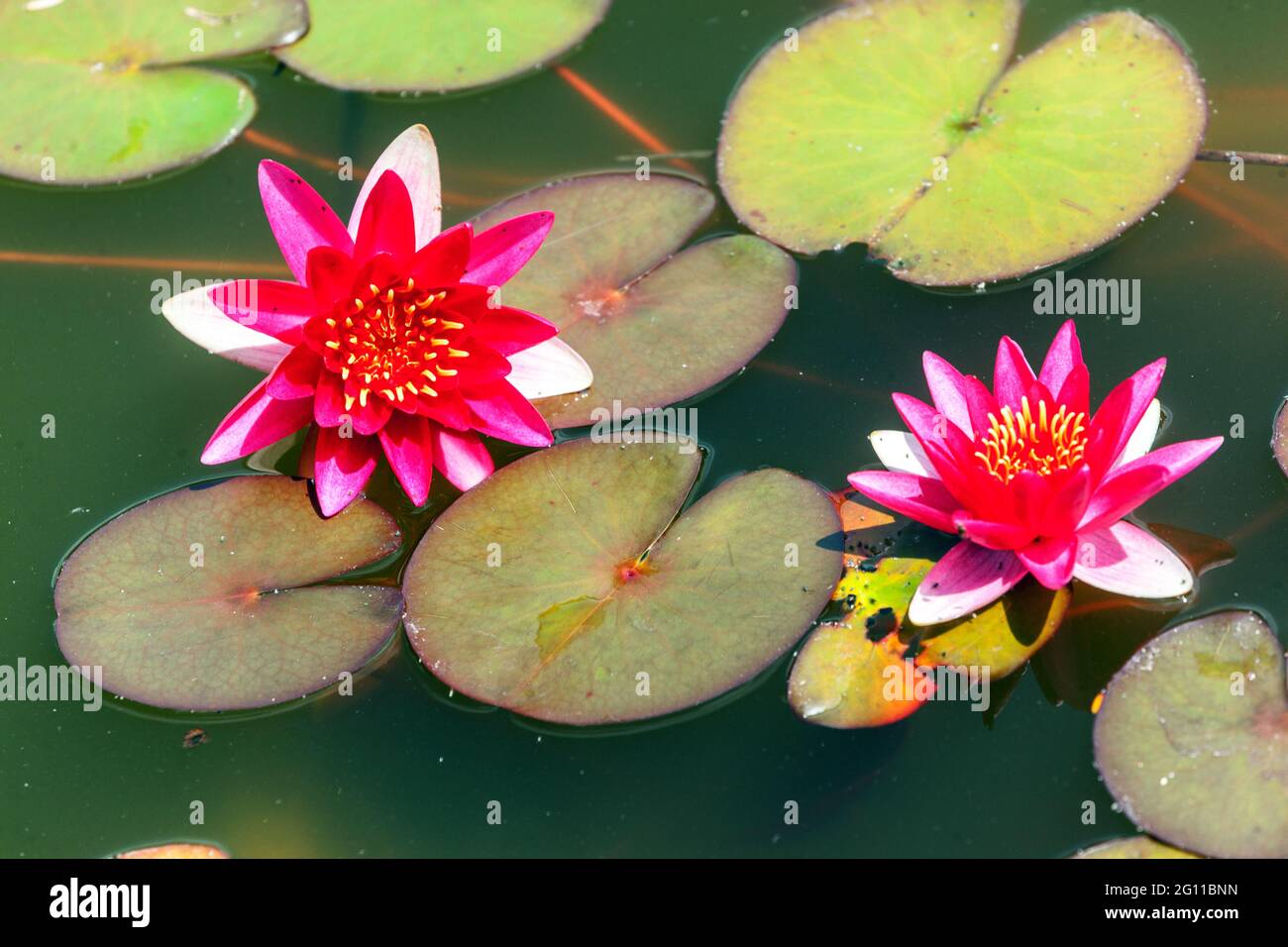 Waterlily waterlilies fiori rossi acqua giglio fiore, acqua giglio stagno giardino Foto Stock