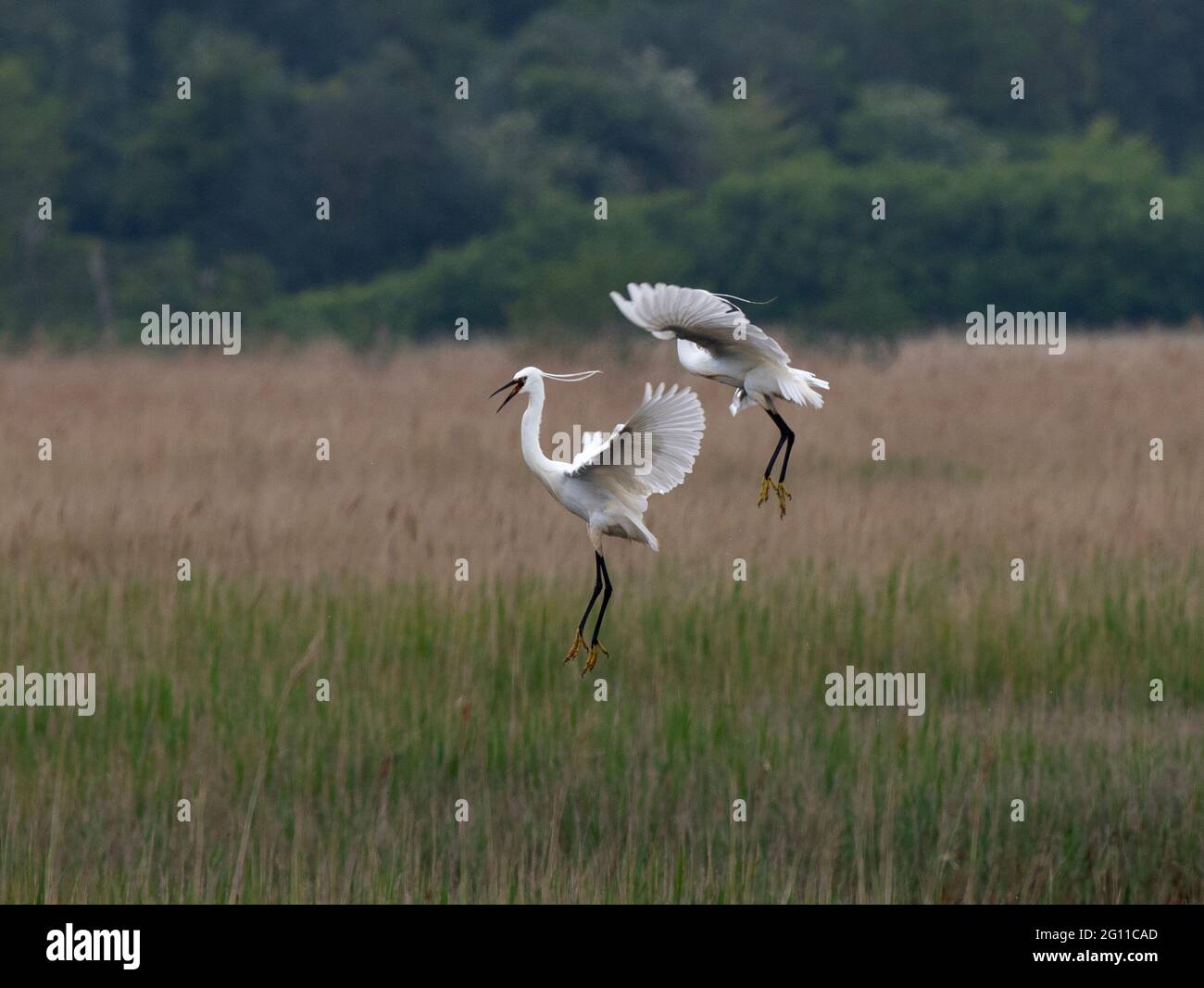 Dunwich, Regno Unito. 04 giugno 2021. Little Egrets lotta per il territorio su Dingle Marshes Dunwich Suffolk 4 giugno 2021 Little Egrets visto aggressivamente proteggere il loro territorio su Dingle Marshes parte del Suffolk Coast Riserva Naturale a Dunwich sulla Costa del Mare del Nord di Suffolk. Little Egrets, un piccolo airone bianco sono noti per essere particolarmente aggressivi durante la stagione di allevamento. Fotografia di credito: BRIAN HARRIS/Alamy Live News Foto Stock