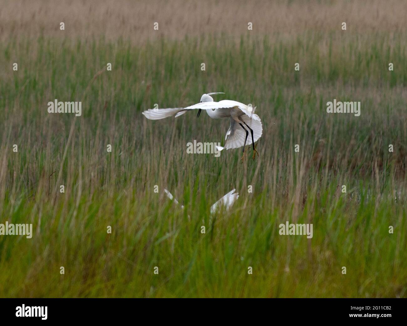 Dunwich, Regno Unito. 04 giugno 2021. Little Egrets lotta per il territorio su Dingle Marshes Dunwich Suffolk 4 giugno 2021 Little Egrets visto aggressivamente proteggere il loro territorio su Dingle Marshes parte del Suffolk Coast Riserva Naturale a Dunwich sulla Costa del Mare del Nord di Suffolk. Little Egrets, un piccolo airone bianco sono noti per essere particolarmente aggressivi durante la stagione di allevamento. Fotografia di credito: BRIAN HARRIS/Alamy Live News Foto Stock