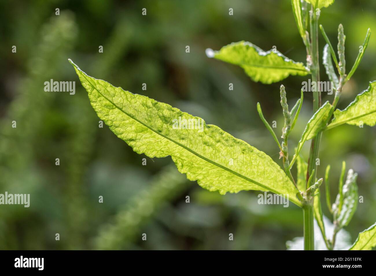 Primo piano di luce solare proveniente da giovani foglie di banchina a foglie larghe / Rumex oblusifolius che mostra la struttura delle foglie e le vene delle foglie. Ex pianta medicinale. Foto Stock