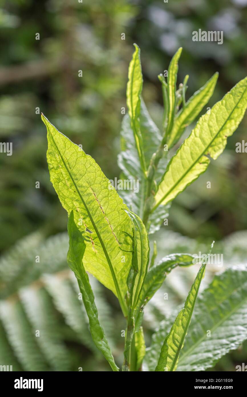 Primo piano di luce solare proveniente da giovani foglie di banchina a foglie larghe / Rumex oblusifolius che mostra la struttura delle foglie e le vene delle foglie. Ex pianta medicinale. Foto Stock