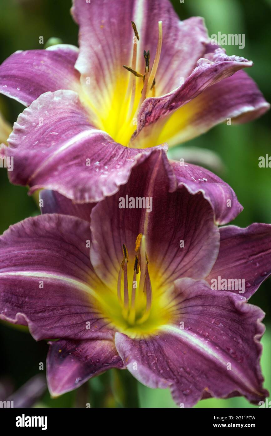 Bellezza Daylily Hemerocallis 'Valley Haze' fiore viola venato fiori di marrone con gola gialla Foto Stock