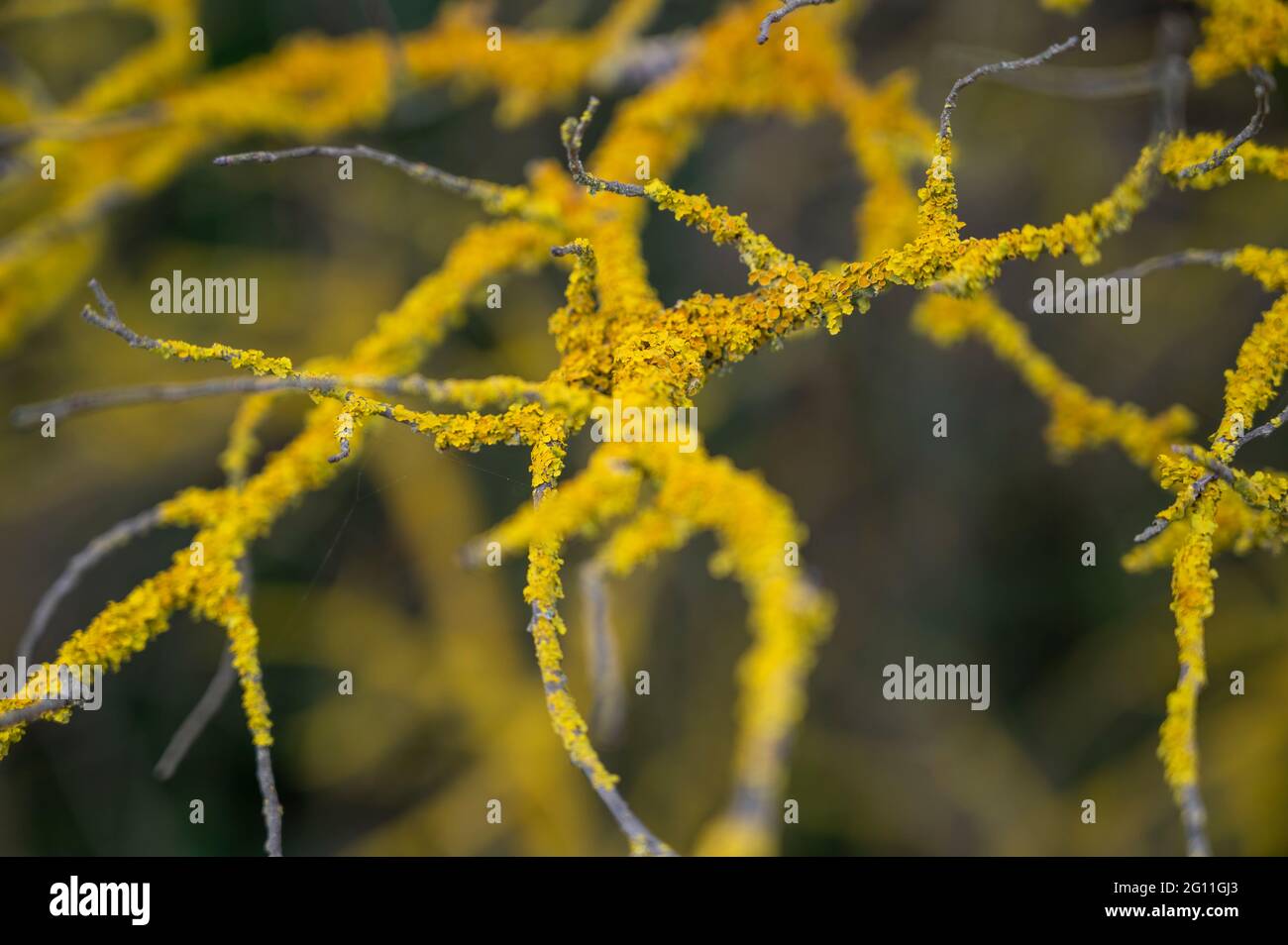 Xantoria gialle parietina lichen copre rami di un cespuglio Foto Stock