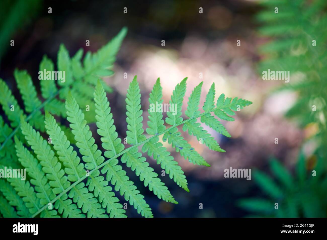 foglia scolpita verde brillante cresce in natura Foto Stock