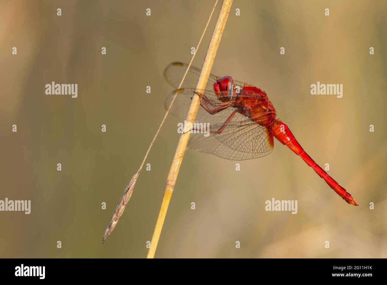 Greater Red Skimmer dragonfly che perching su gambo di erba asciutta con sfondo marrone chiaro sfocato Foto Stock