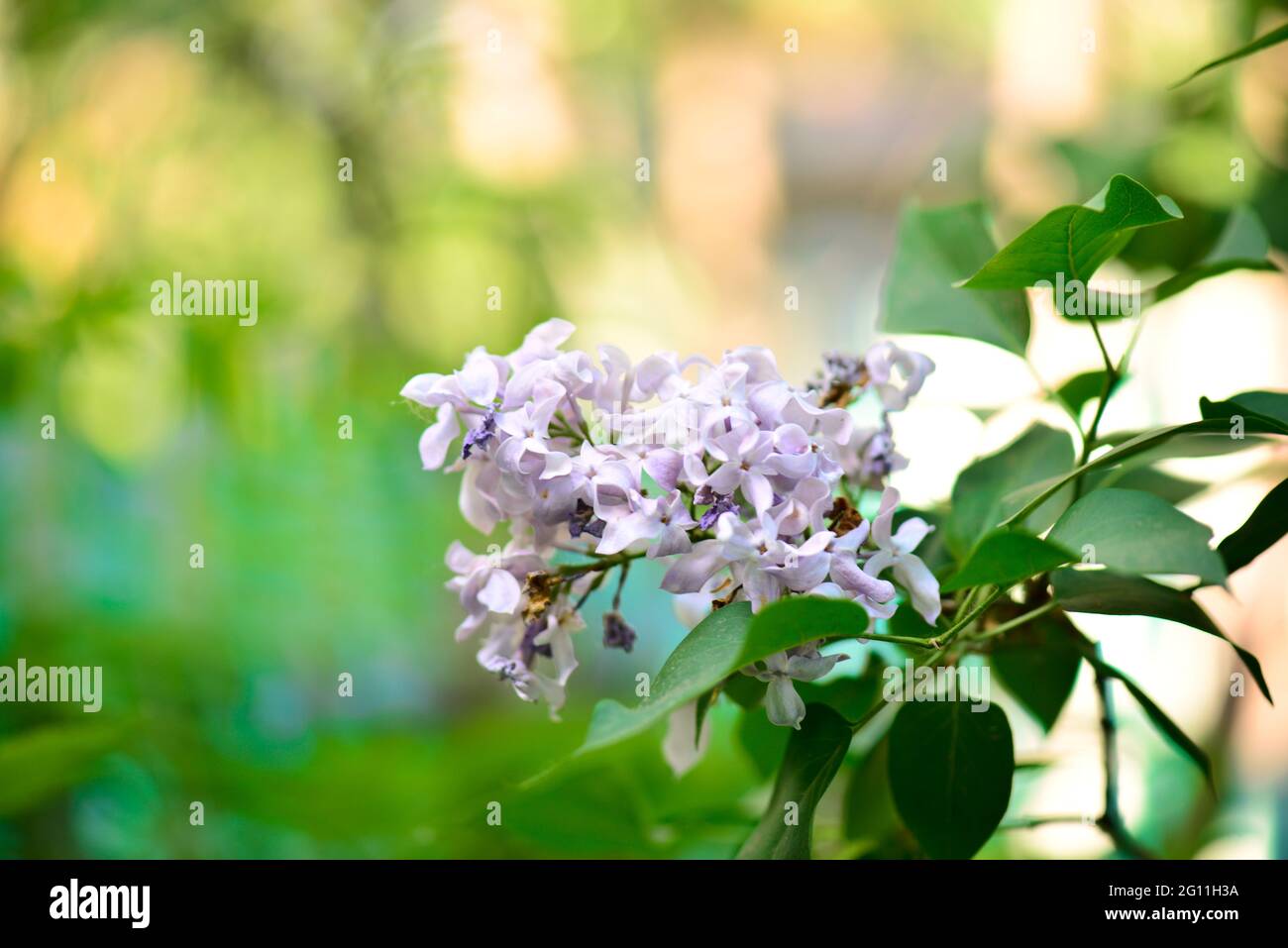 un ramoscello di lilla grigio è molto bello Foto Stock