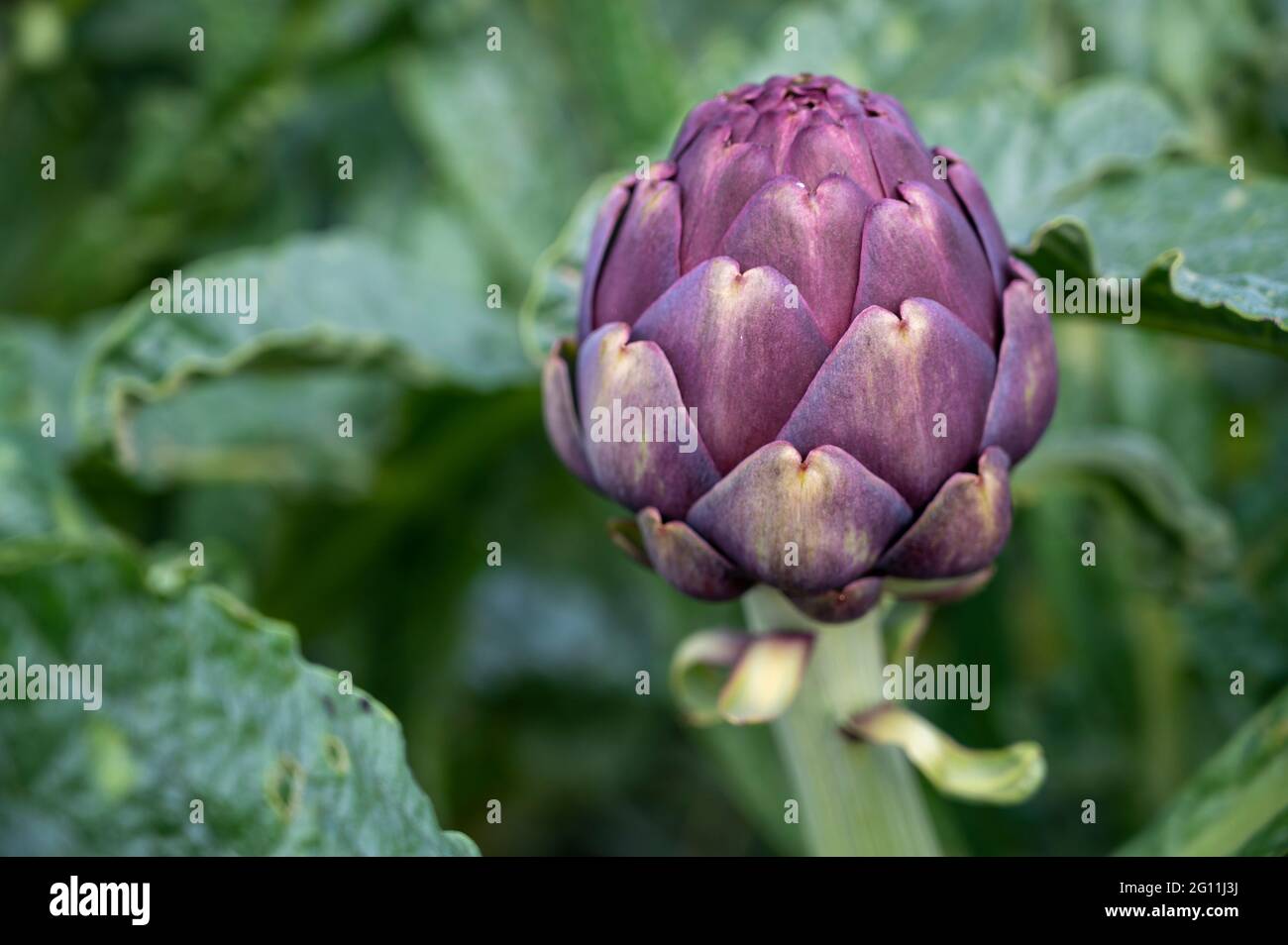 Teste di carciofi viola visto tra le foglie di piante in un campo nel sud della Francia Foto Stock