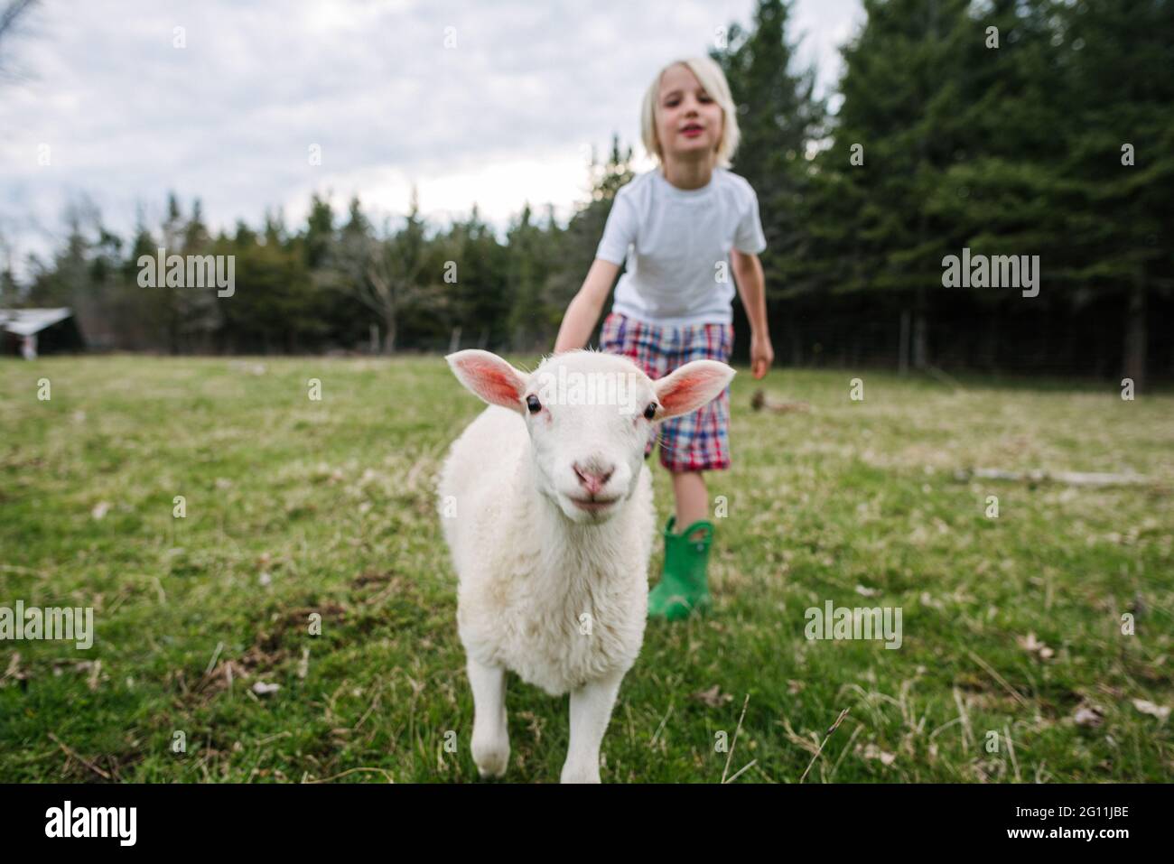 Canada, Ontario, Kingston, Boy con l'agnello in campo Foto Stock